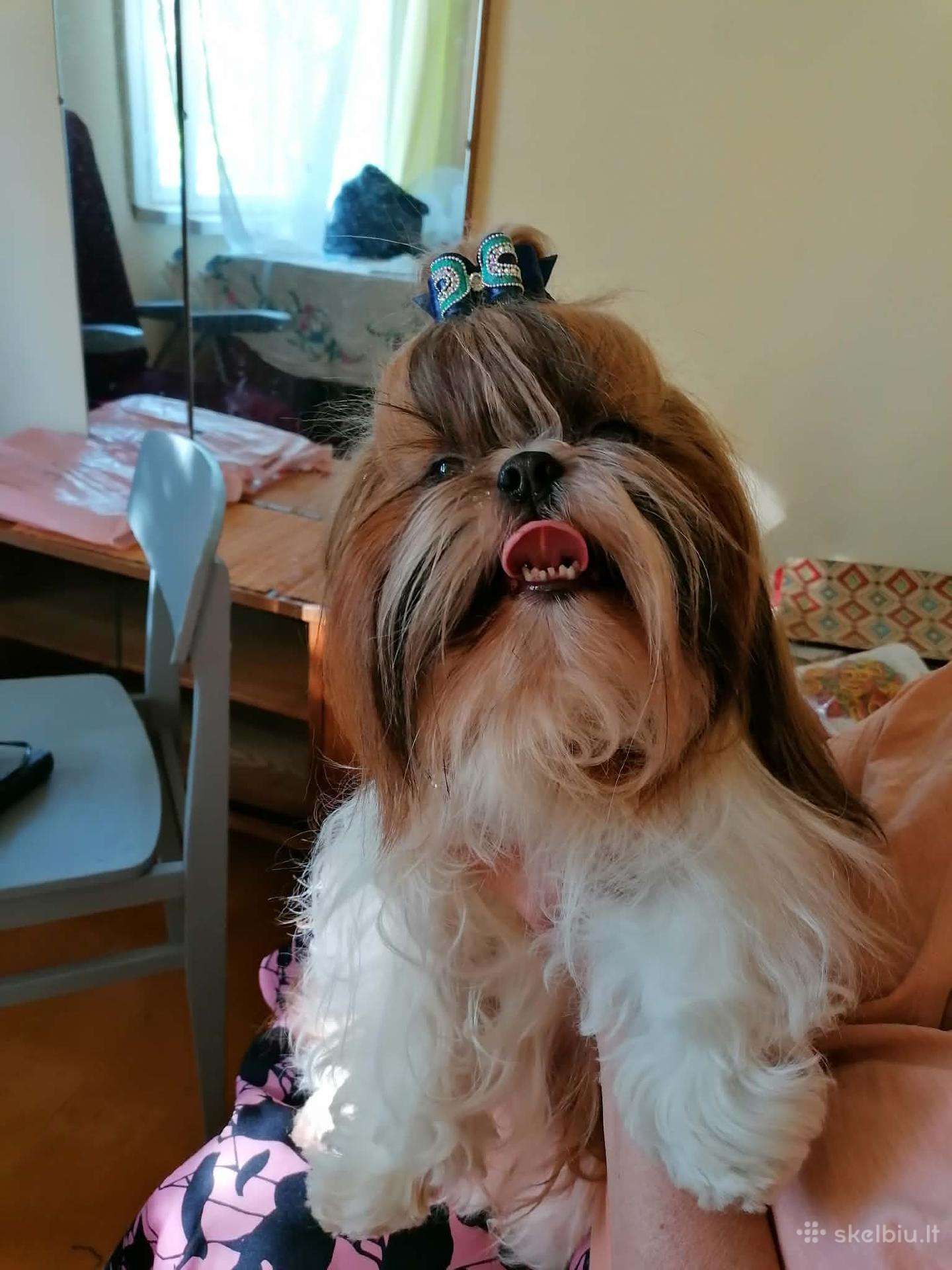Tėtis