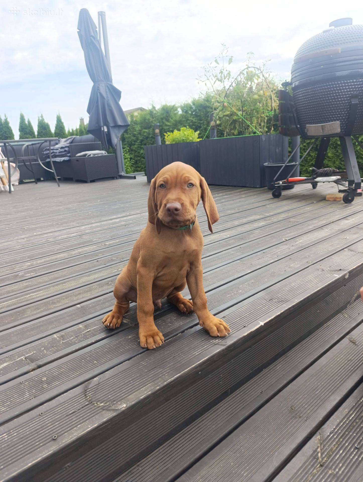 Vizsla Šuniukai pasiruošę keliauti į naujus namus