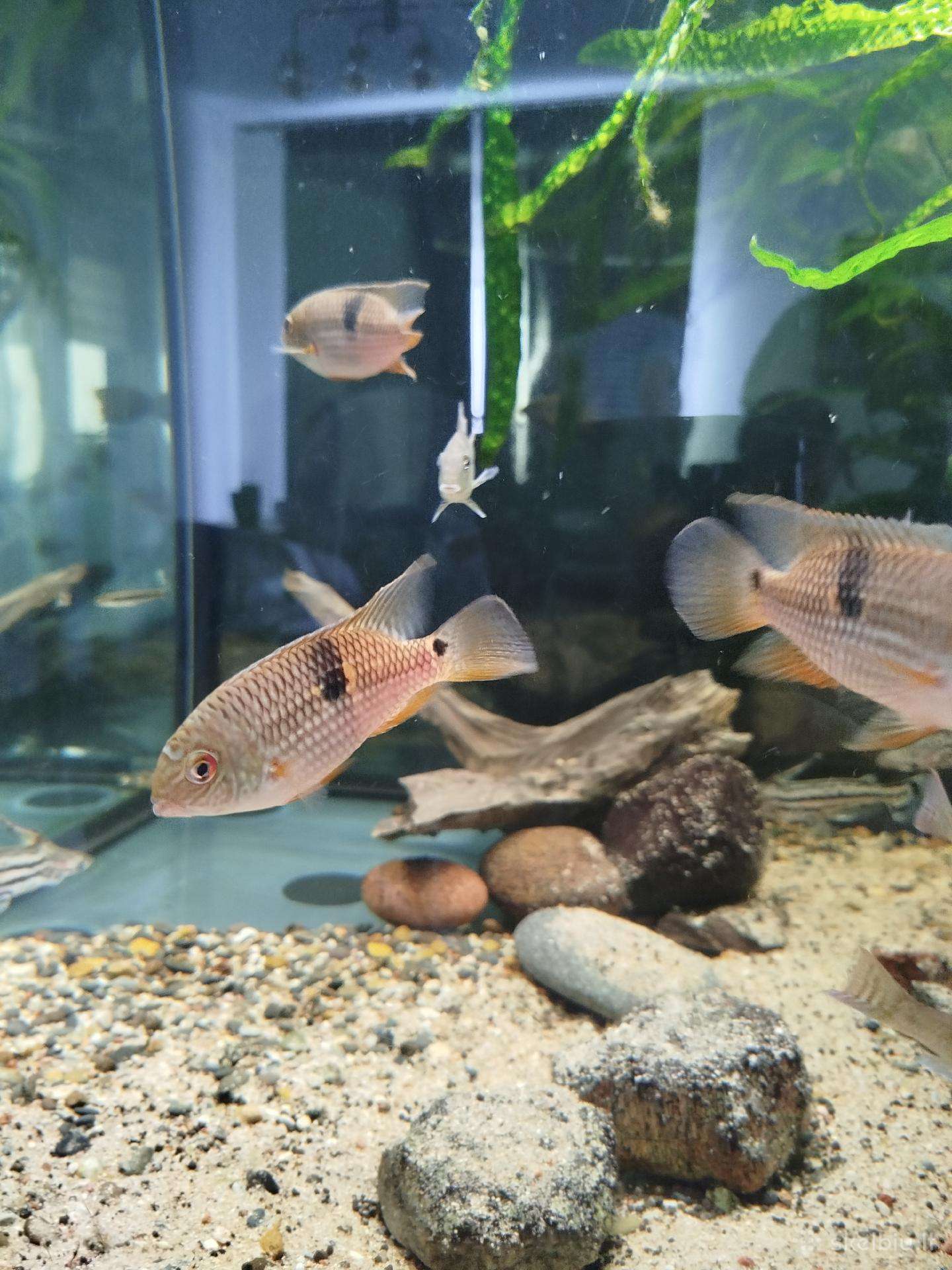 Parduodu Aequidens diadema