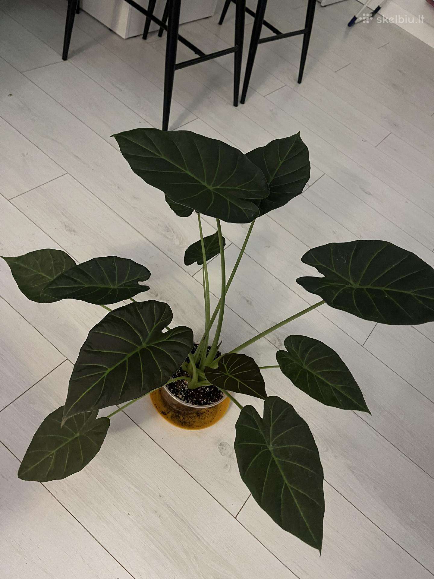 Alocasia Regal Shields