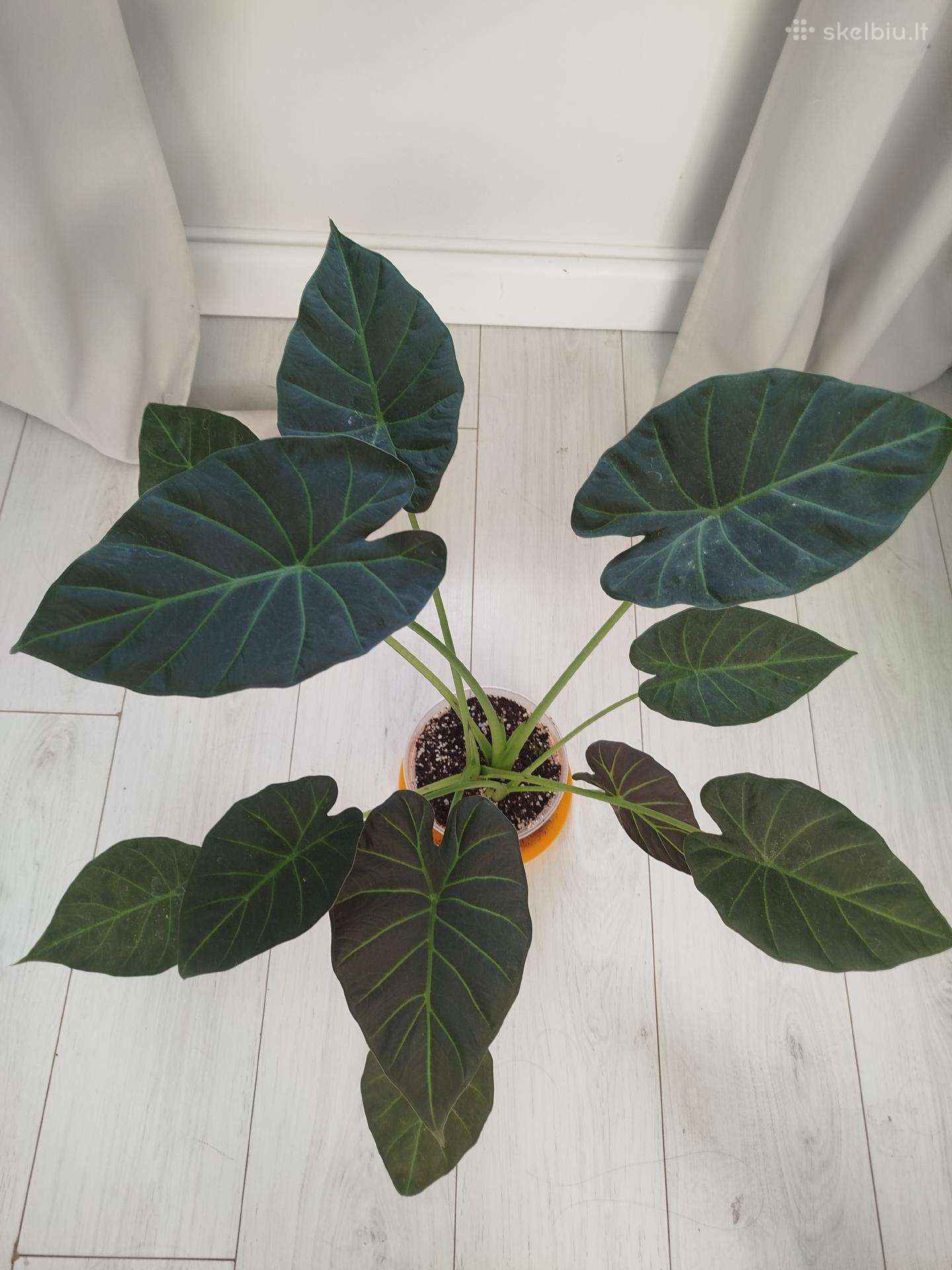Alocasia Regal Shields