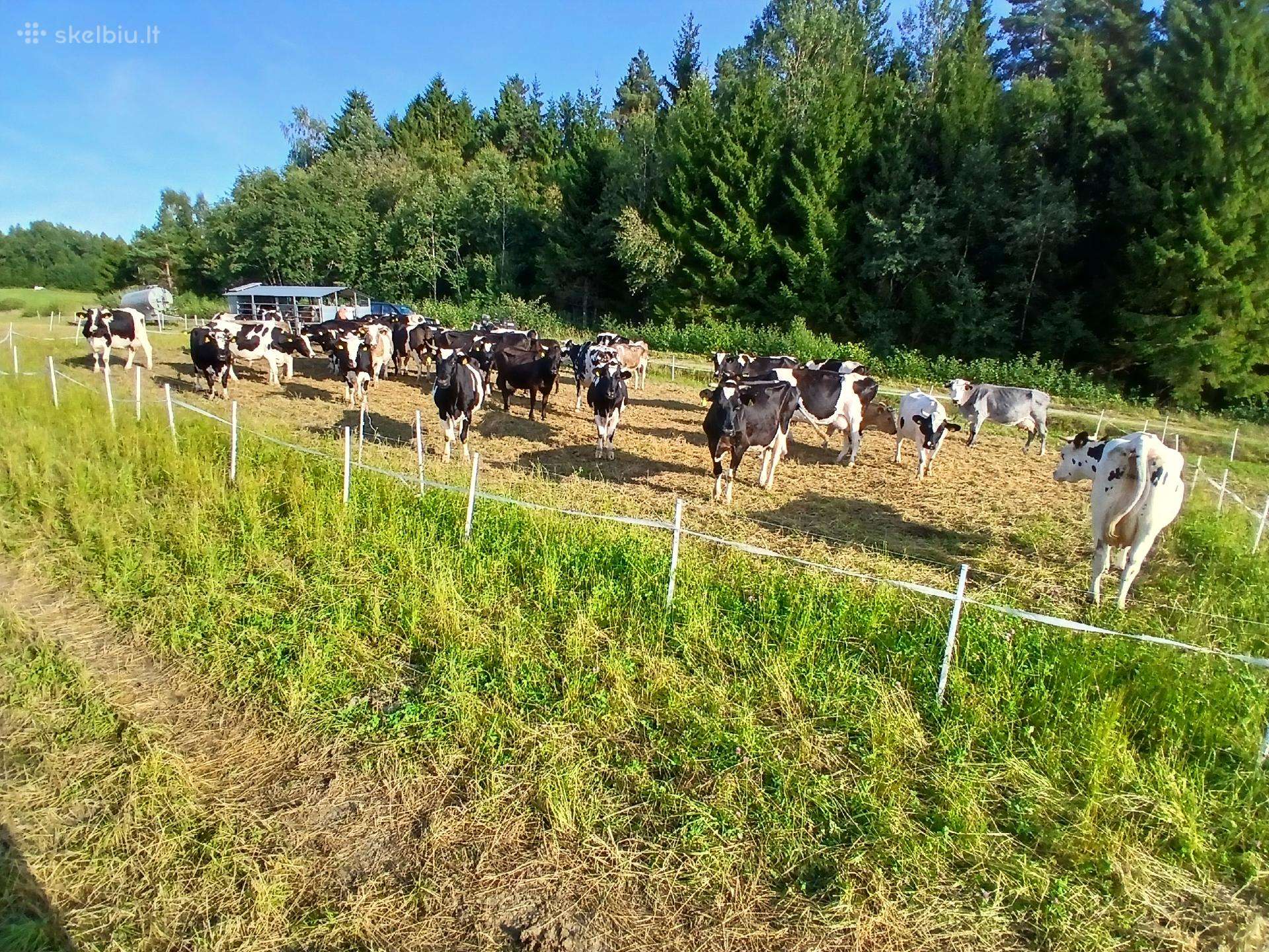 Parduodama karvių banda