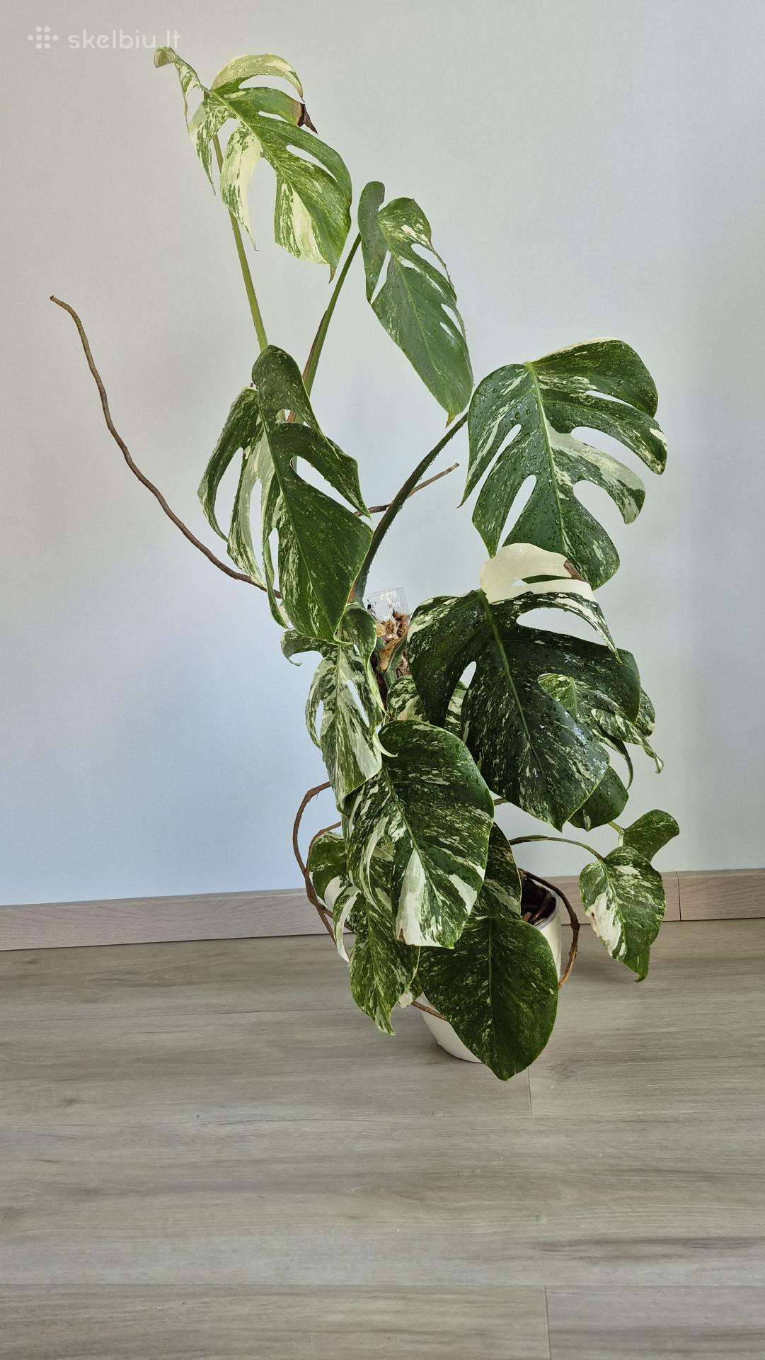 Monstera albo variegata
