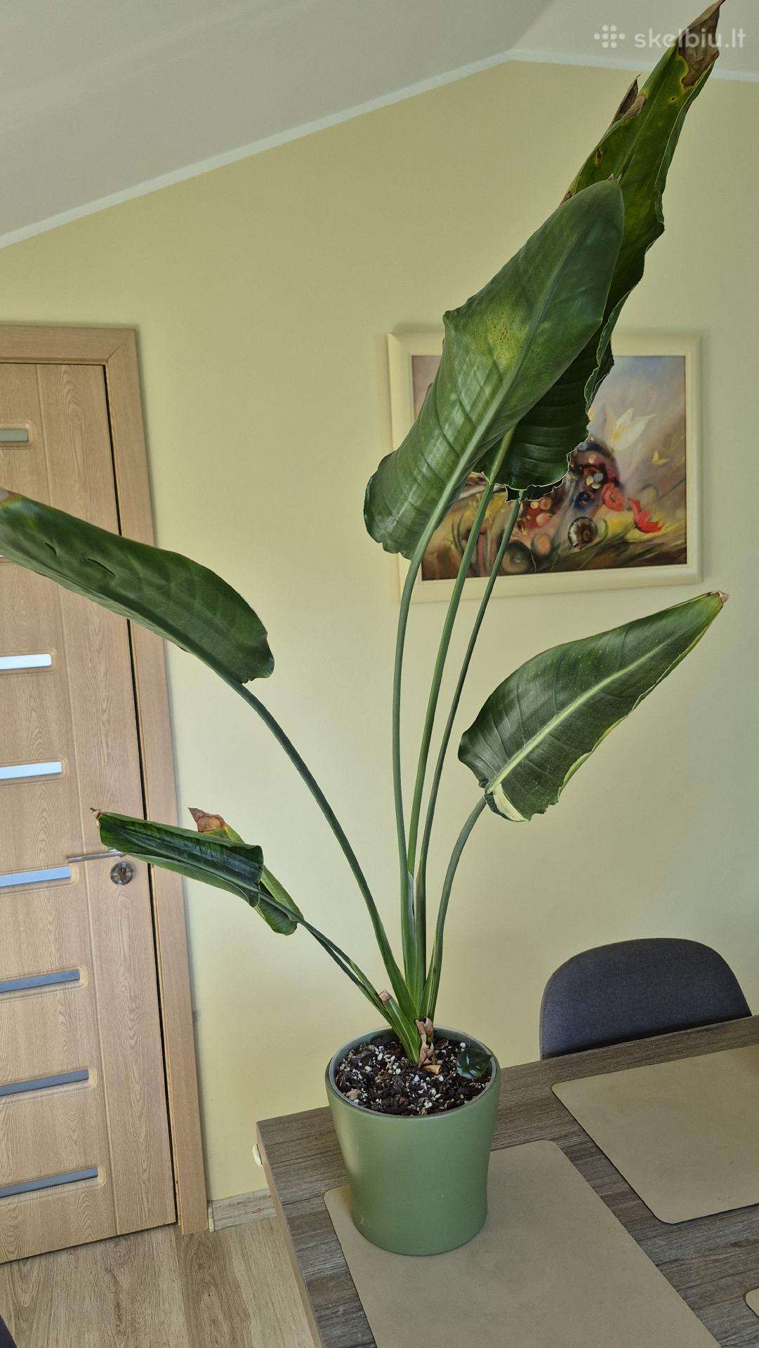 Strelitzia Reginae variegata labai retas augalas
