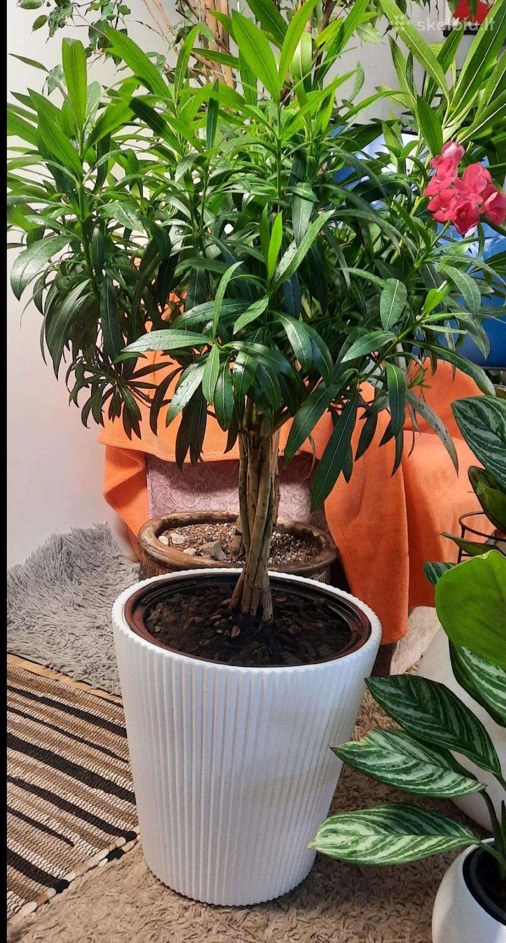 Gėlė oleandras dovanoju