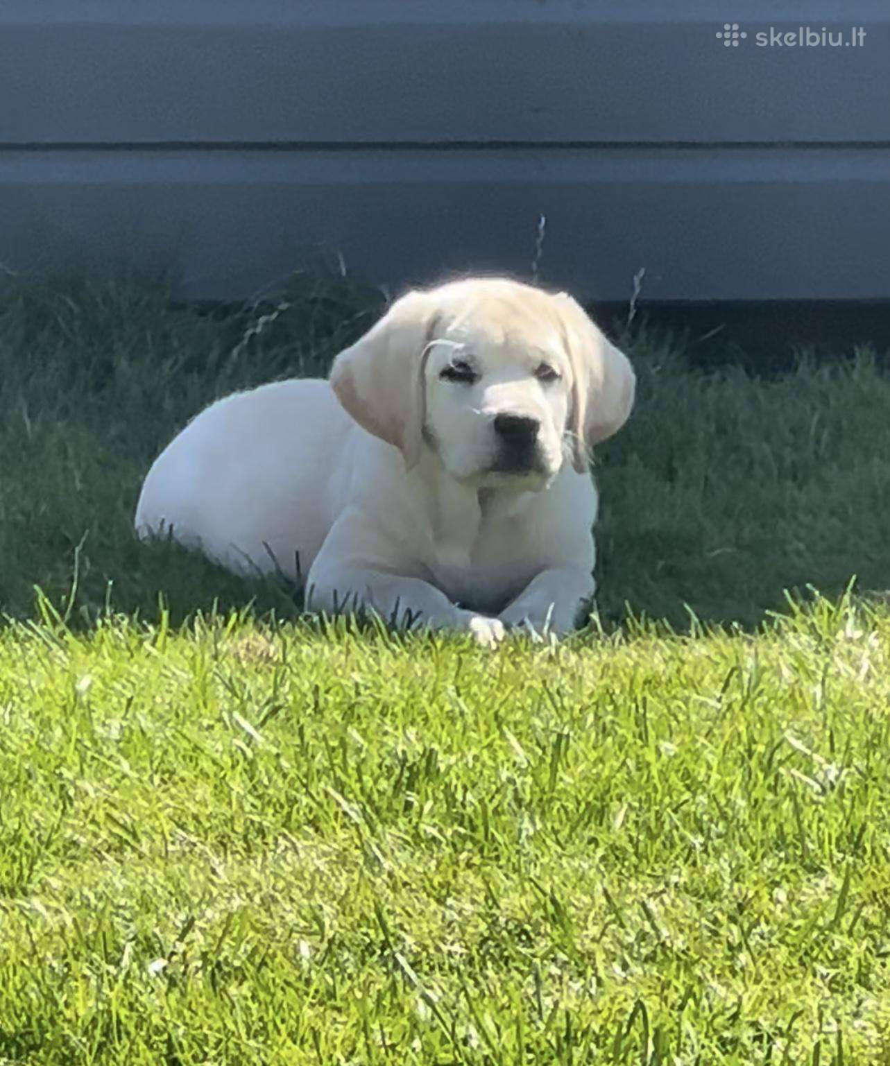 Labradoro retriverio berniukas