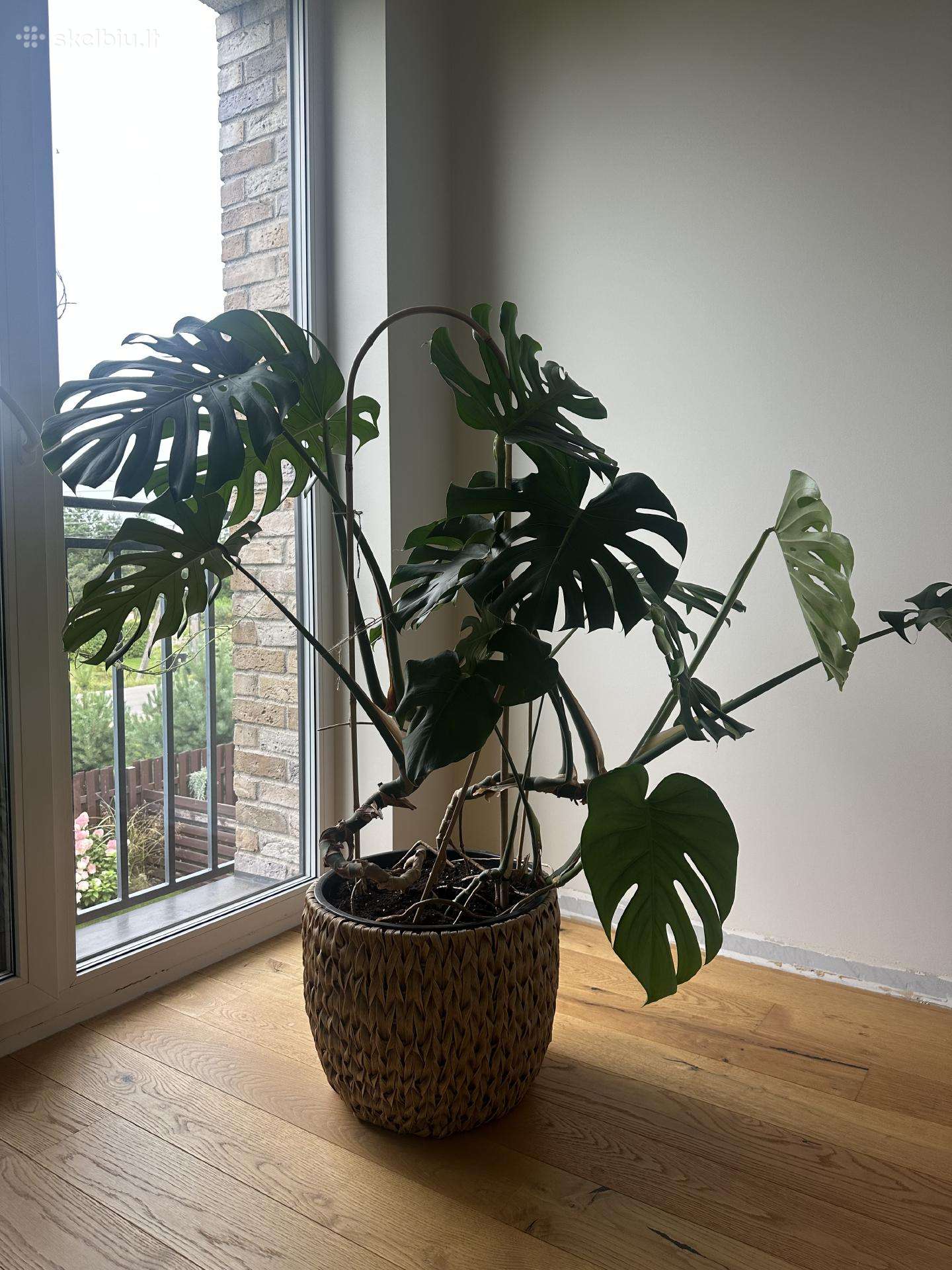 Monstera su vazonu 135