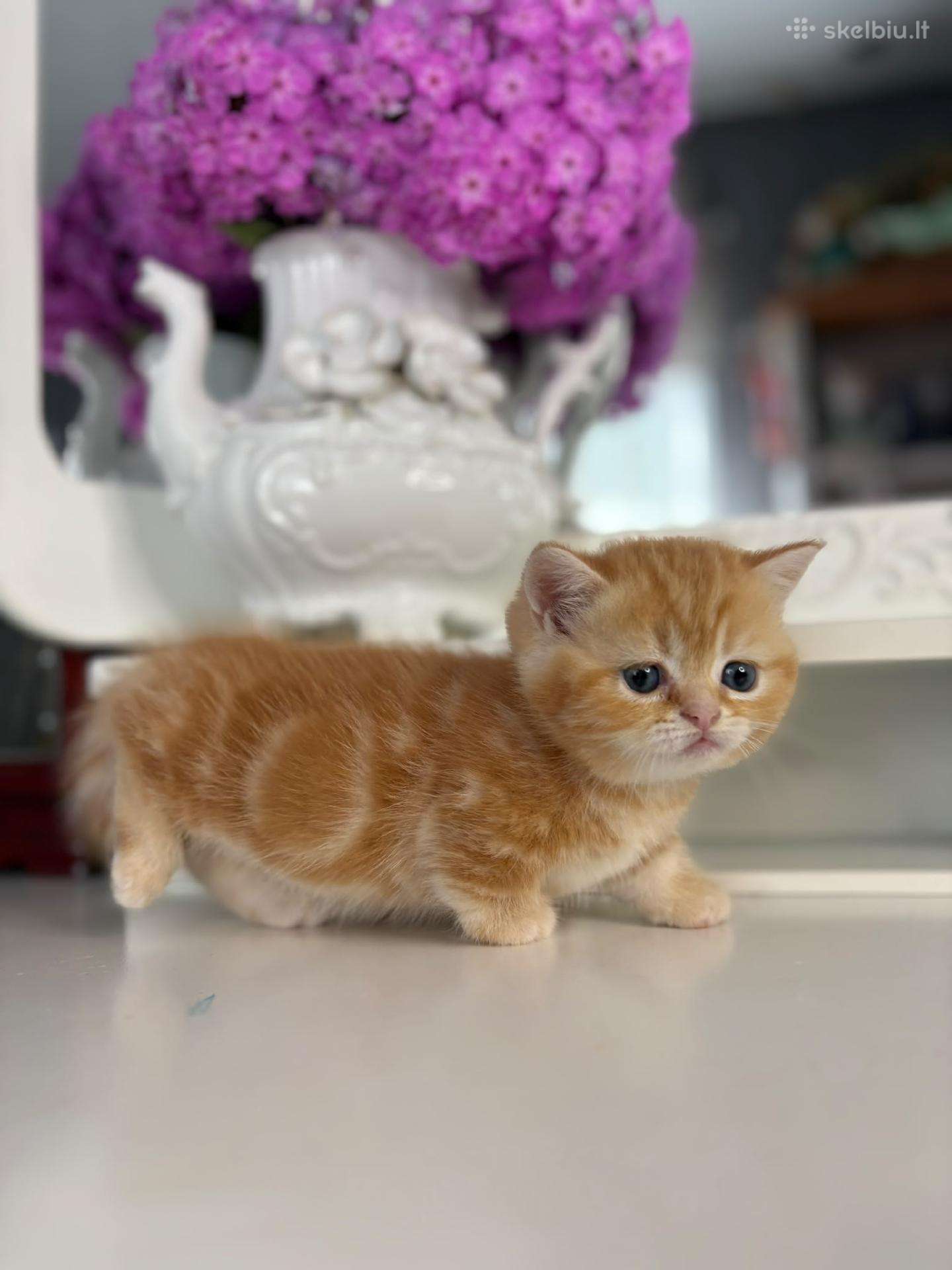 Munchkin