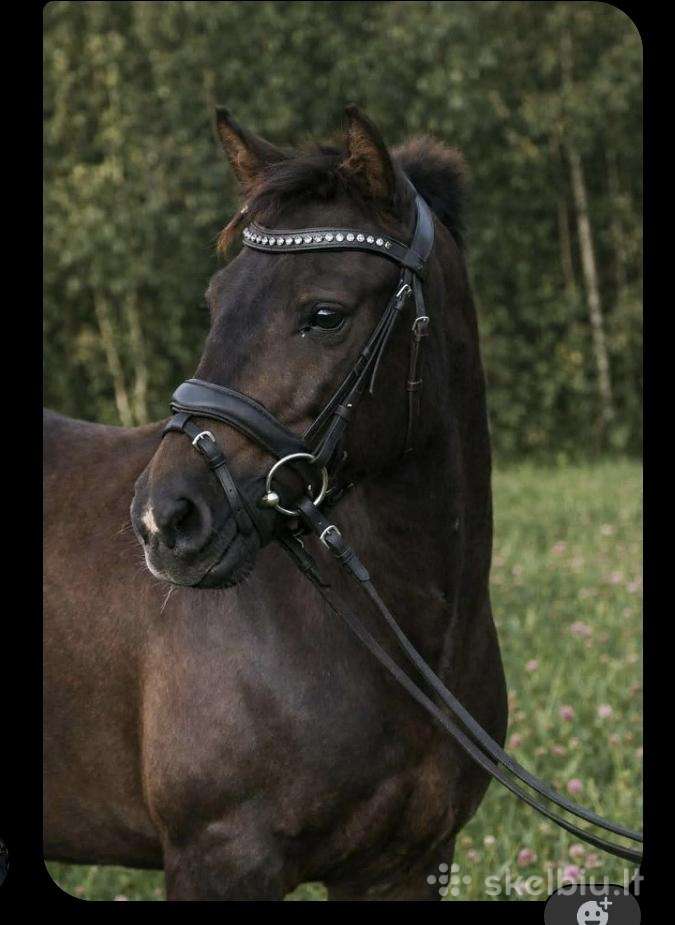 Parduodama kumelyte