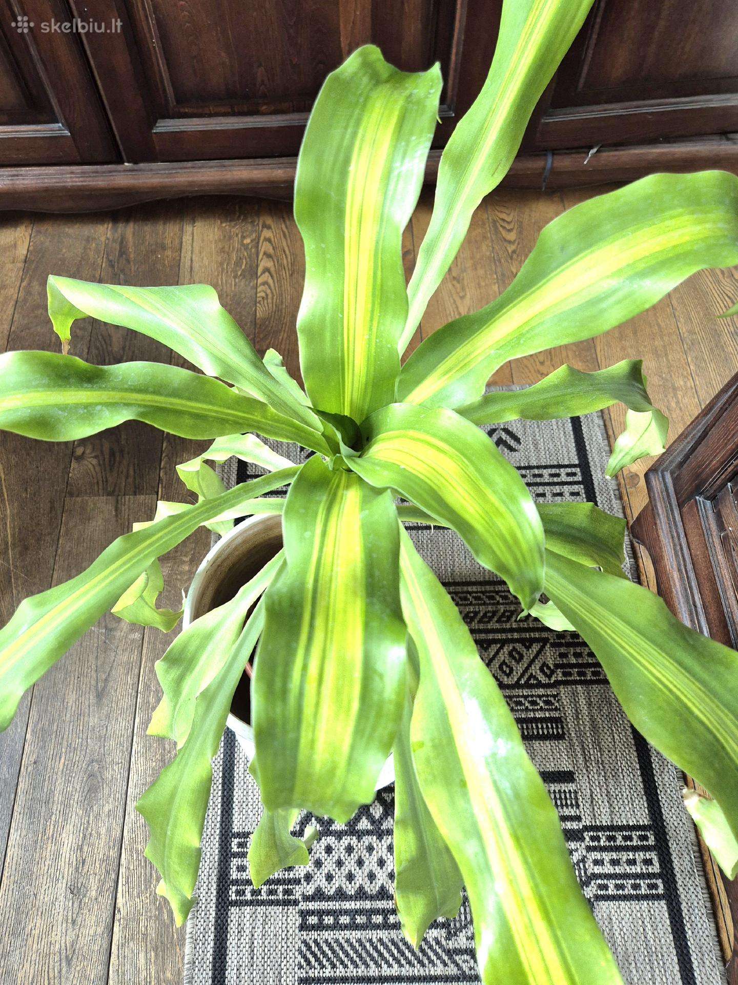 Kambarine gele "dracena Massangeana".80cm.
