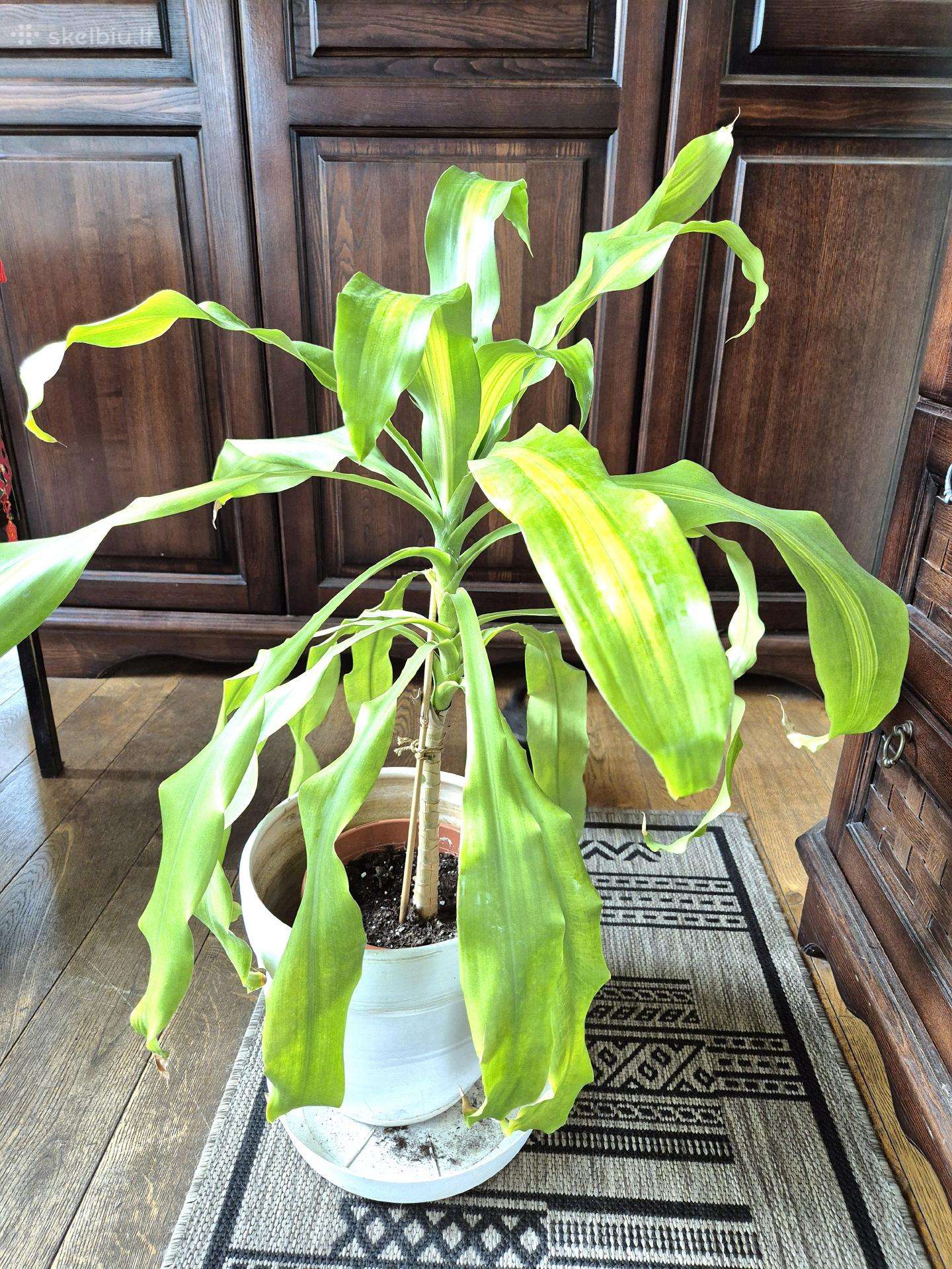 Kambarine gele "dracena'.80cm.