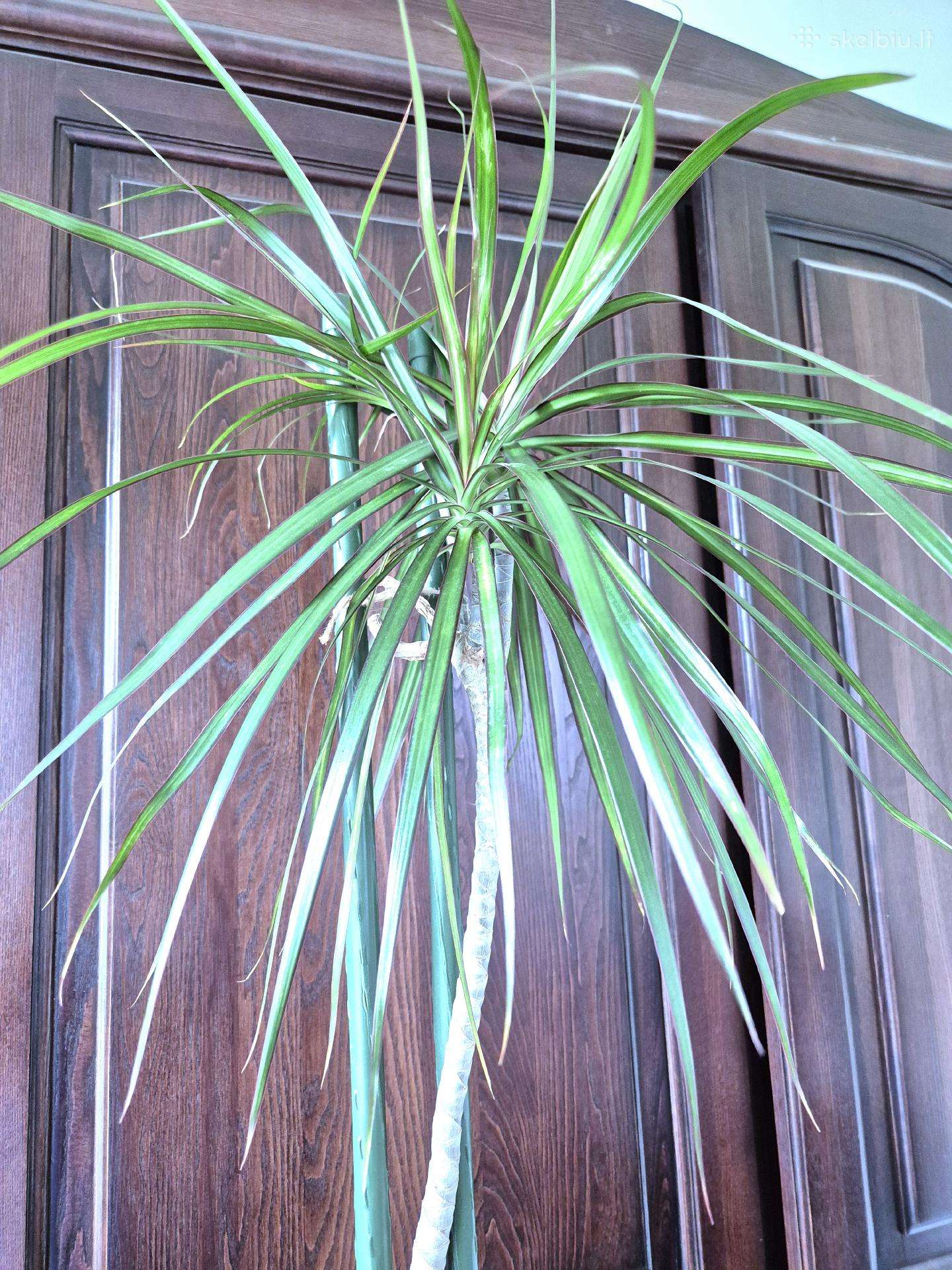 Kambarine gele"dracena" 180cm.