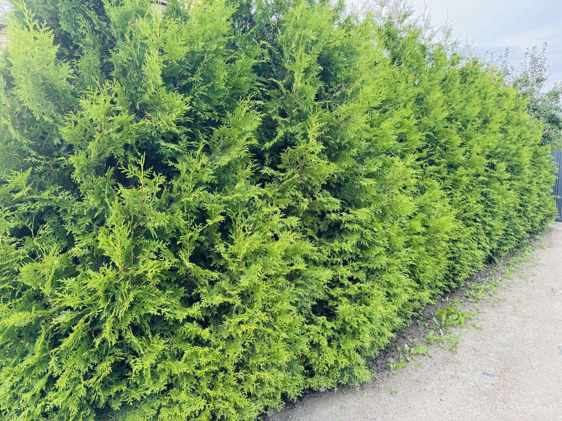 Dovanoju tujas