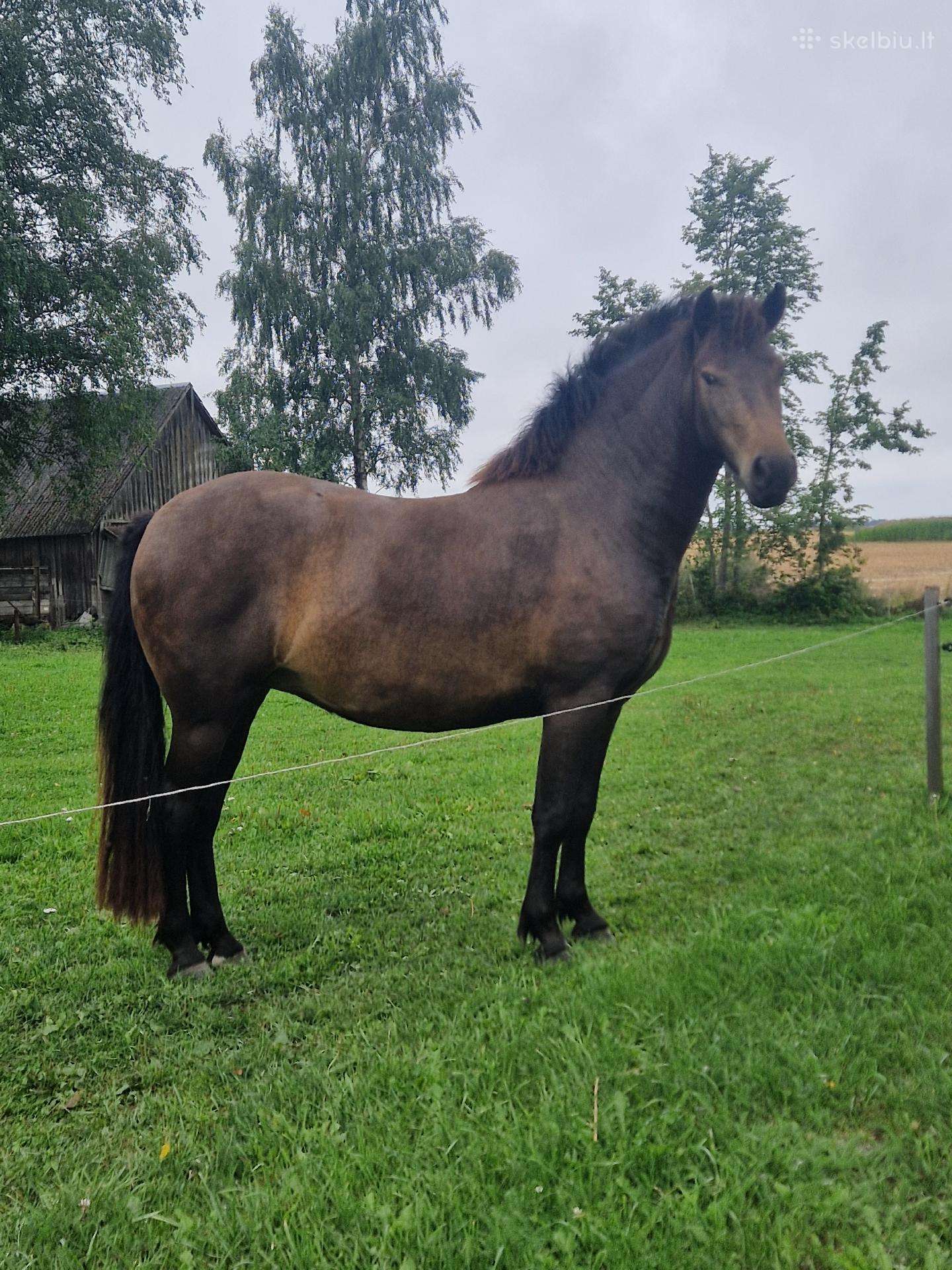 Kumelaitė