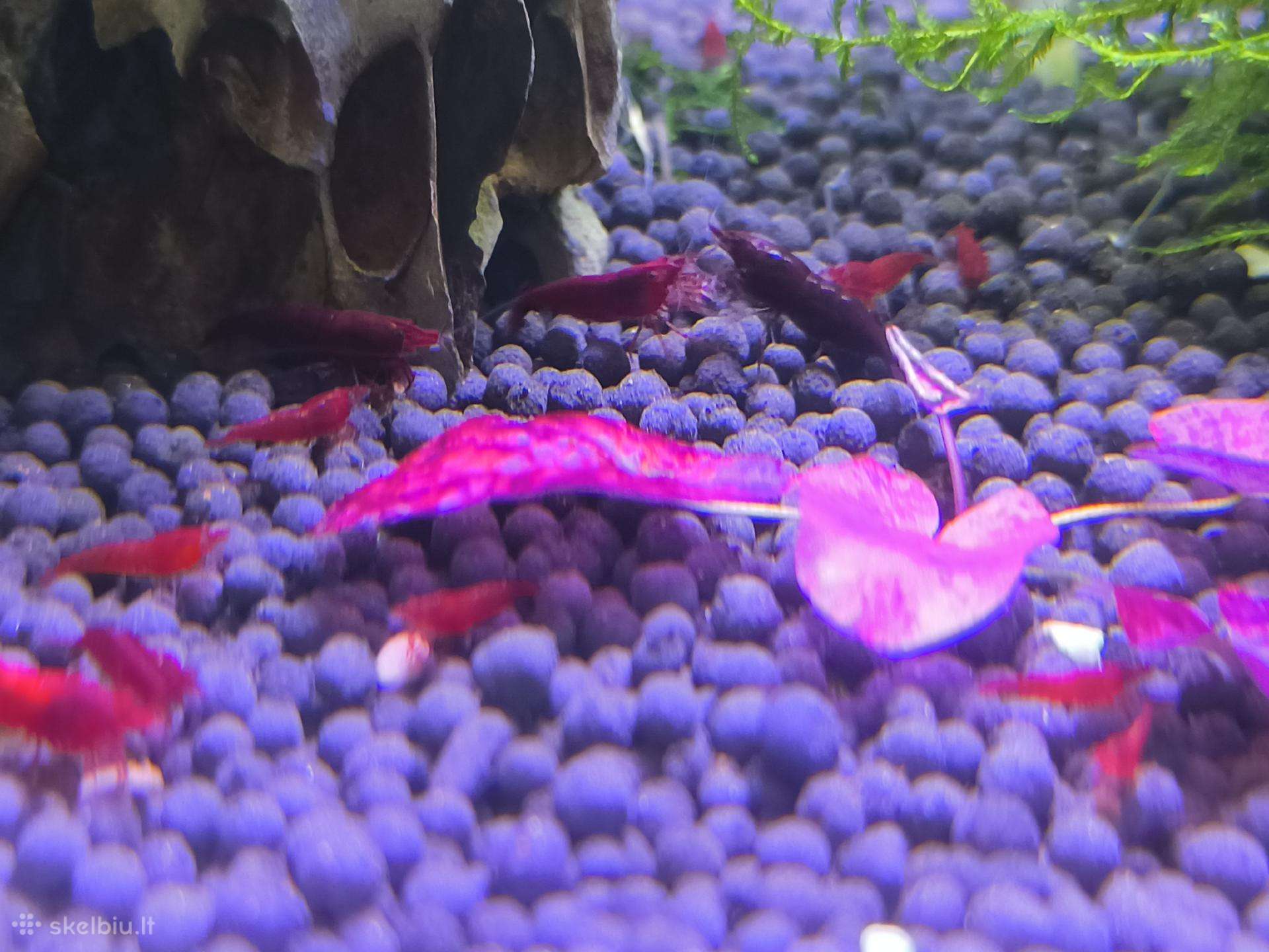 Neocaridina Bloody Mary