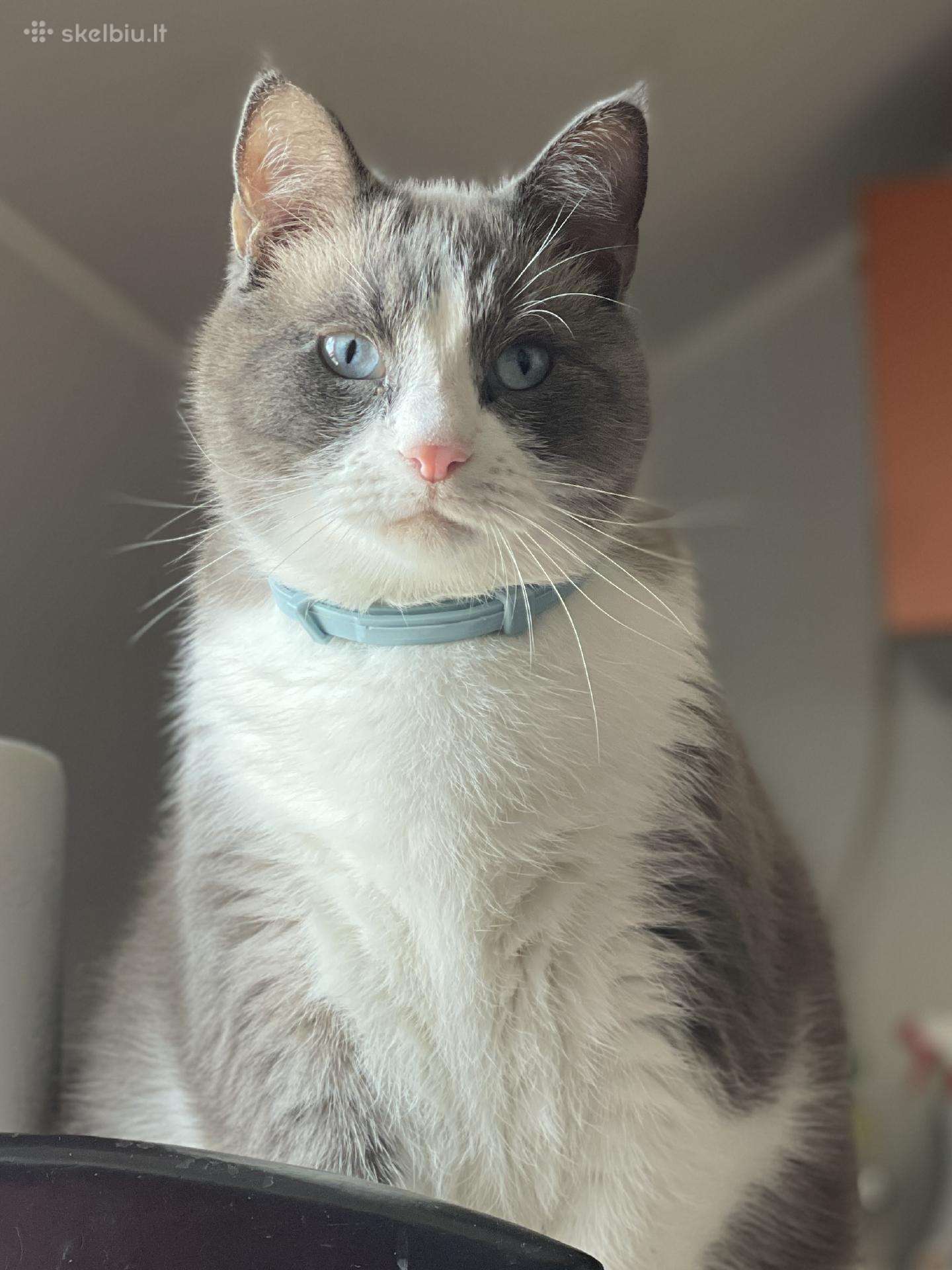 Kiko