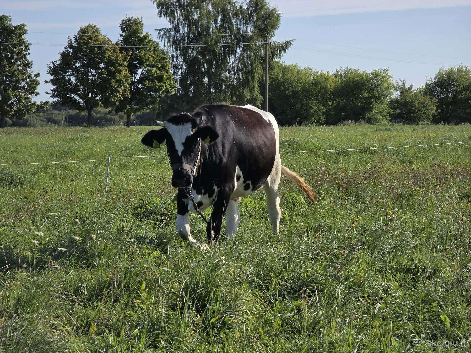 Parduodamos veršingos telyčios.
