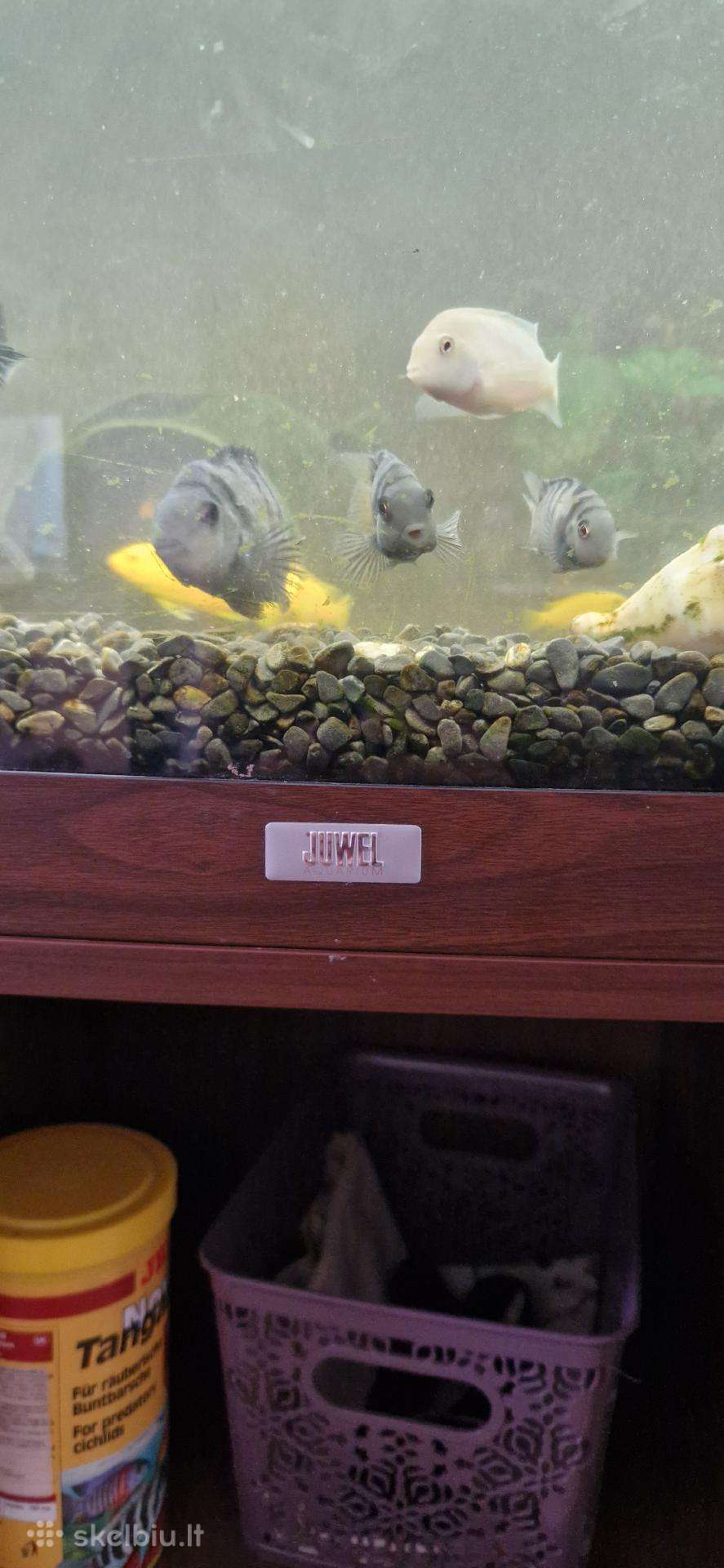 Geros bukles akvariumas