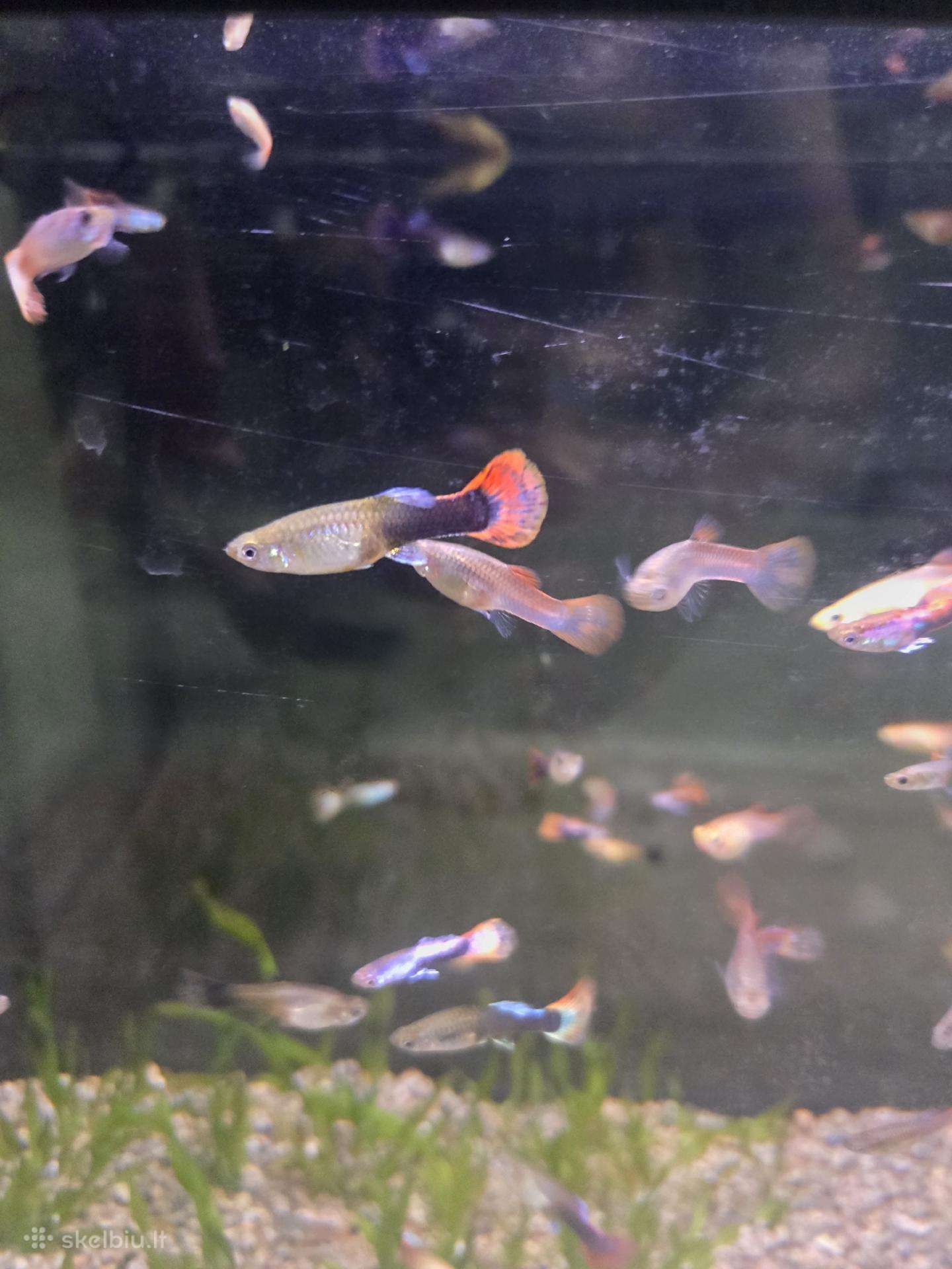 Gupijos