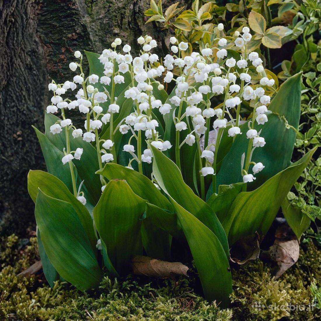 Paprastoji pakalnutė/convallaria majalis