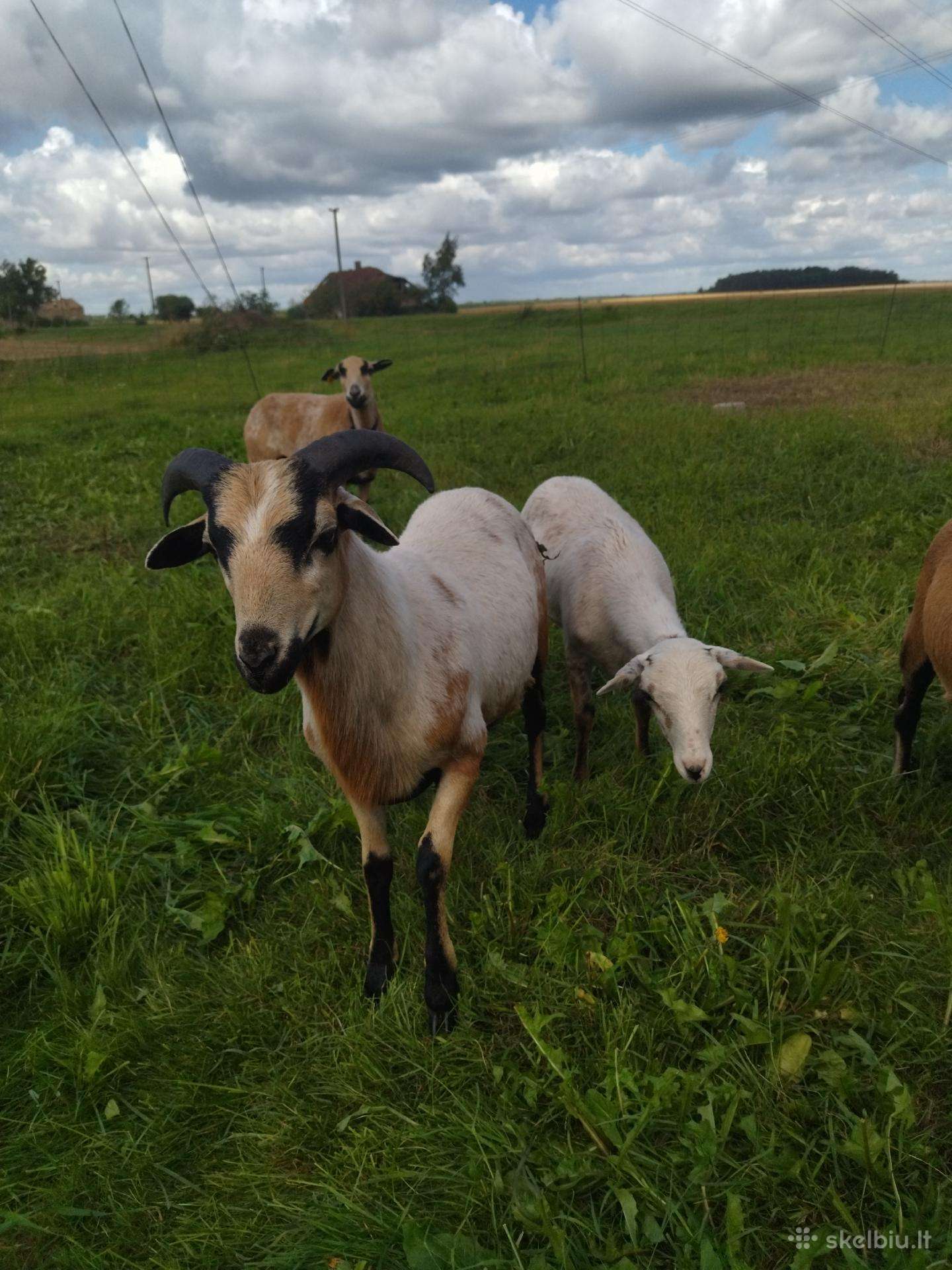 Kamerūno Bevilnės Avys