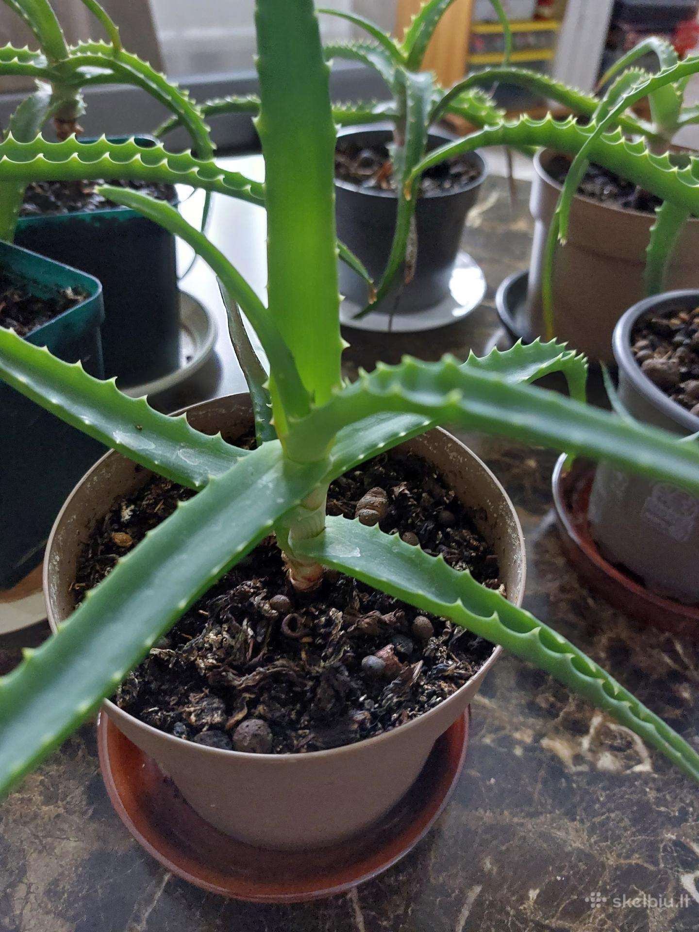 Gėlė Aloe