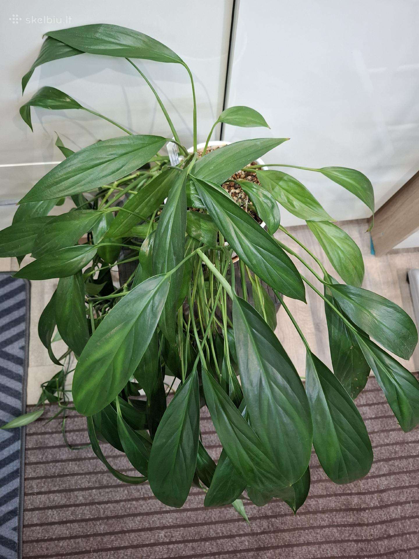 Epipremnum amplissimum