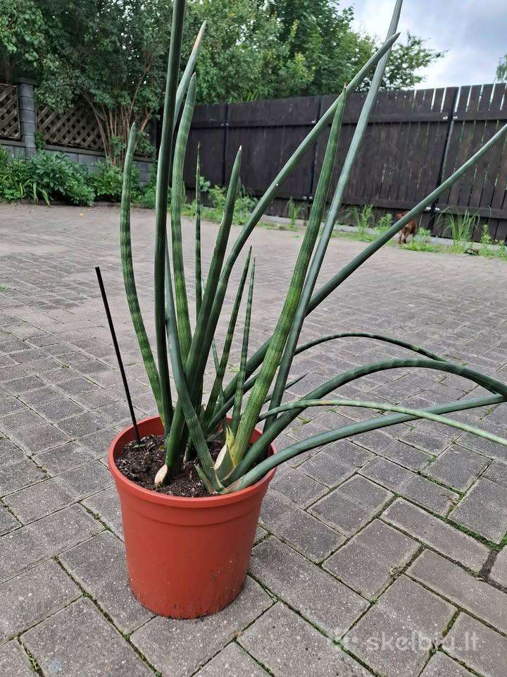 Sansevieria cylindricf