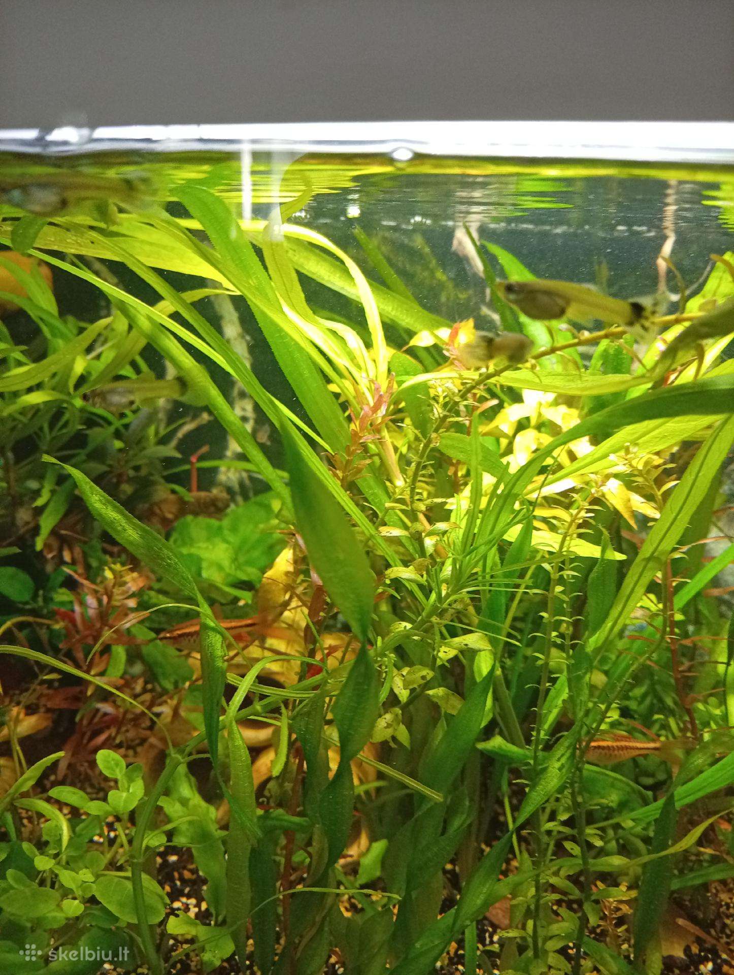 Guppy žuvytes