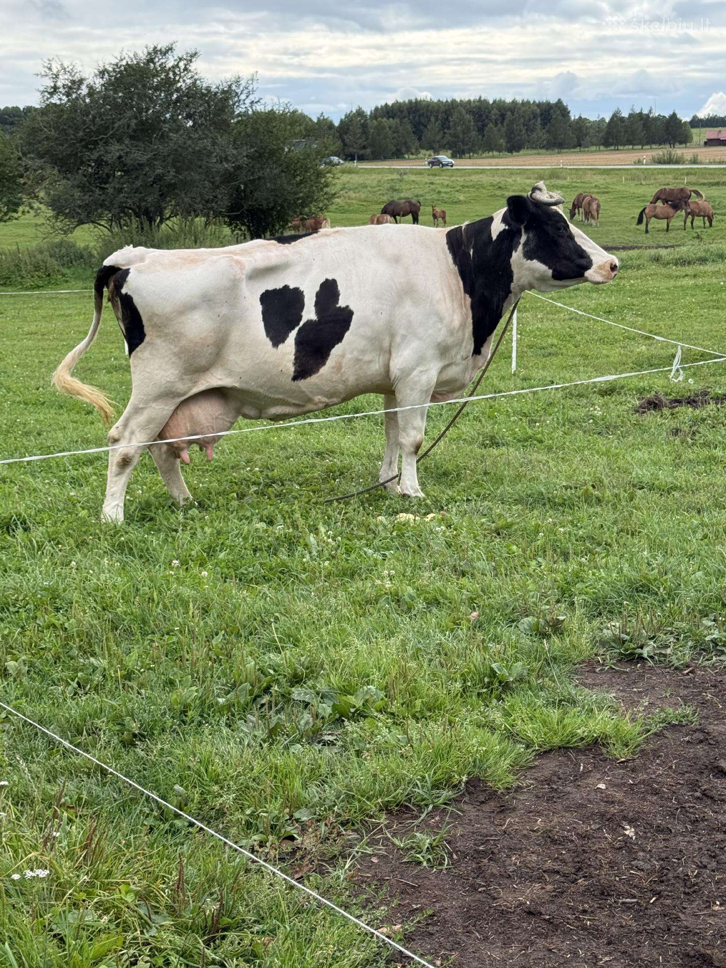 Karvę veršingą