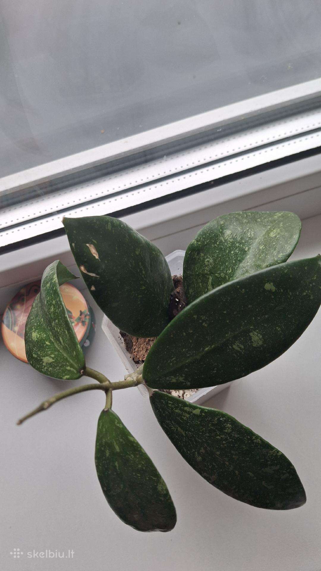 Hoya Epc 600