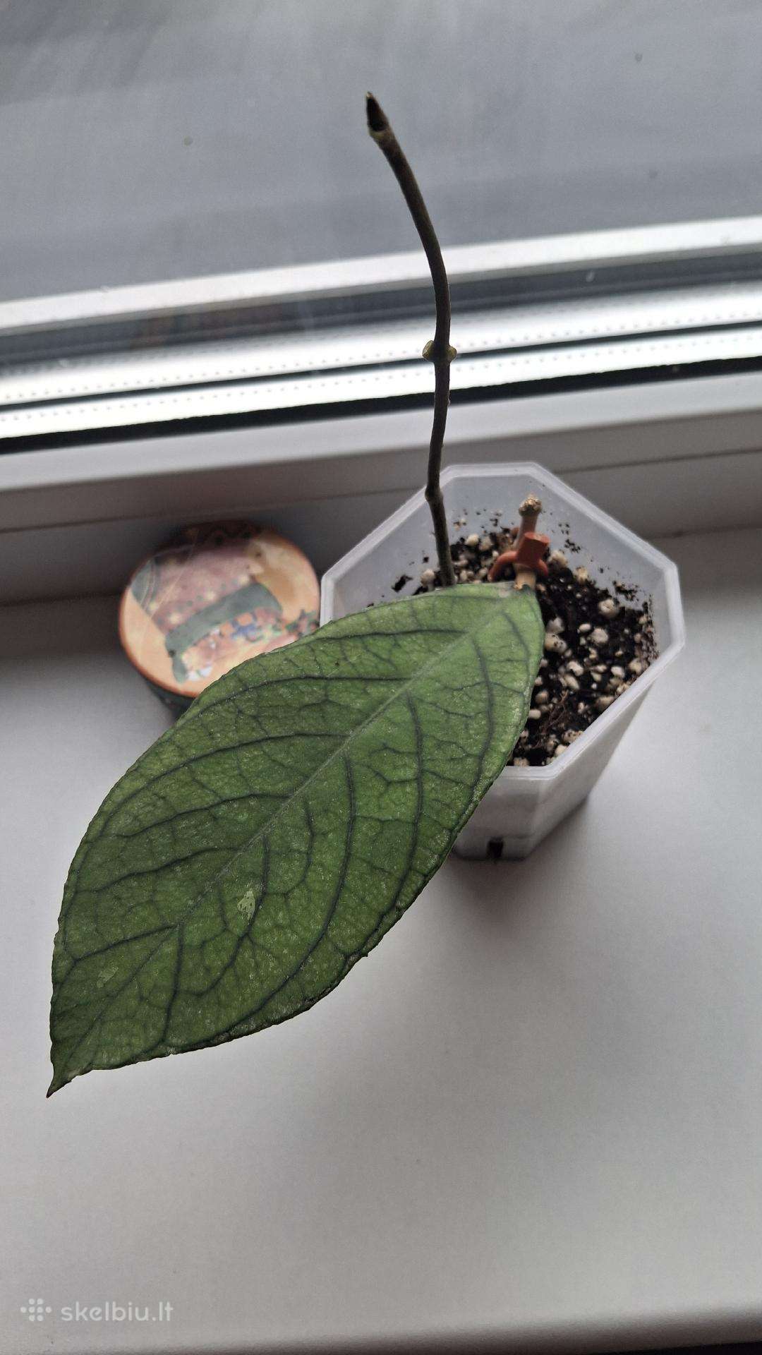 Hoya Sabah