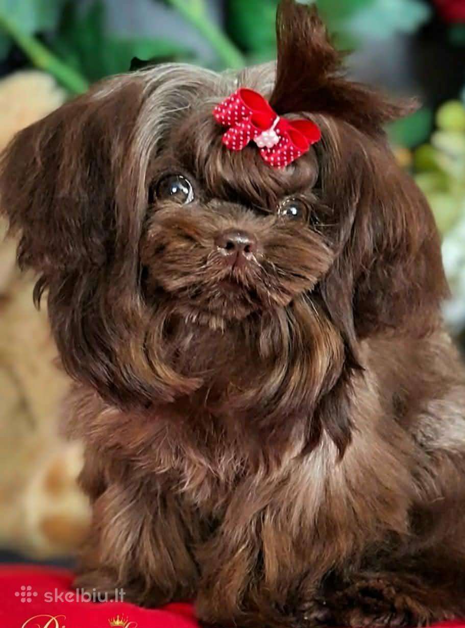 Chocolate bichon
