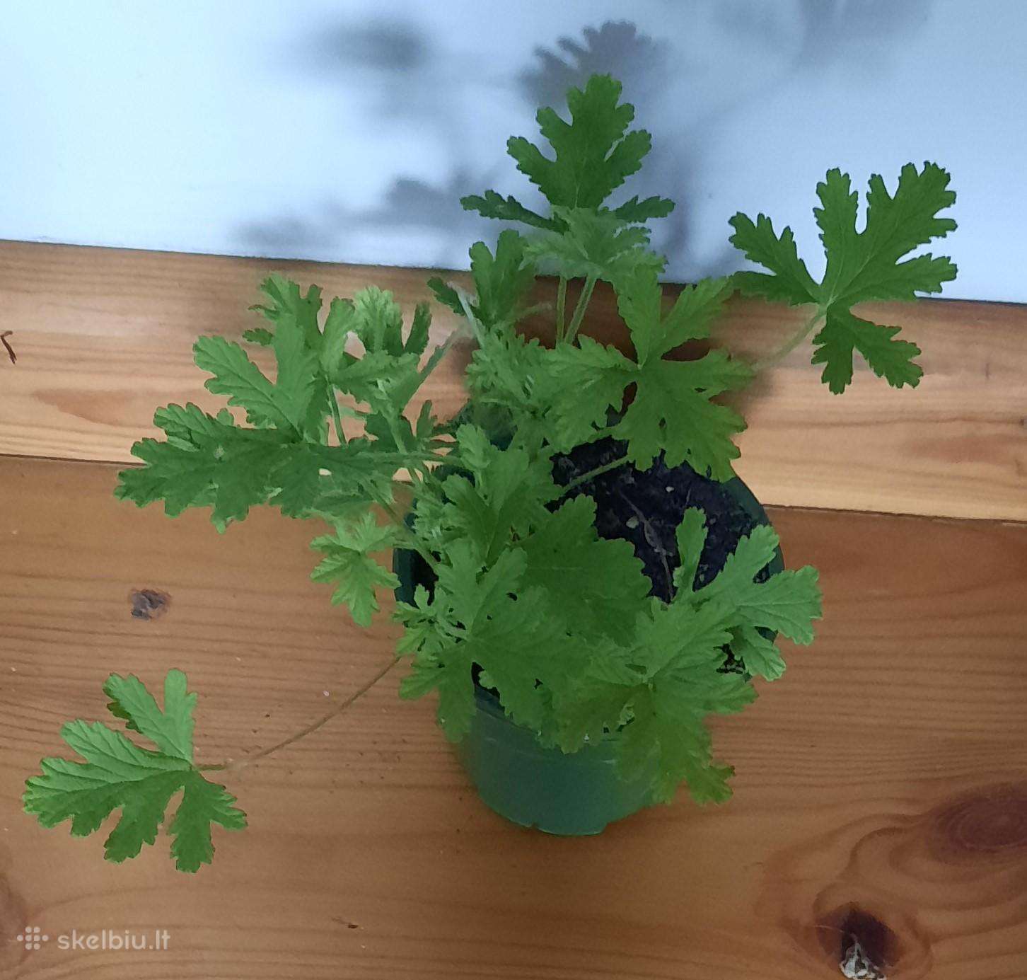 Jeronimas -kvepianti Pelargonija