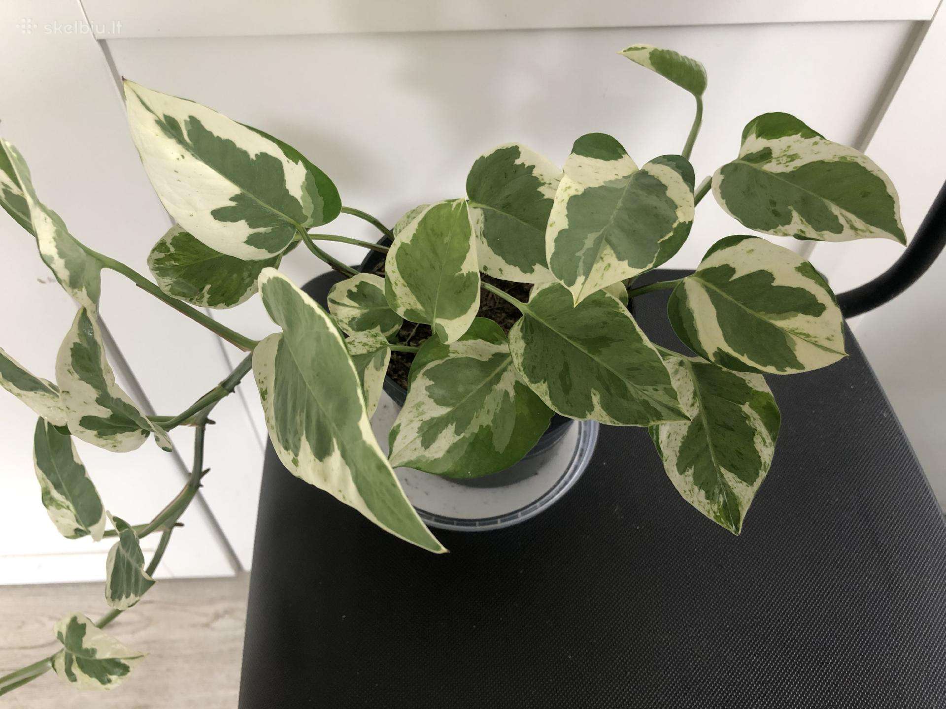 Scindapsus Pearls Jade