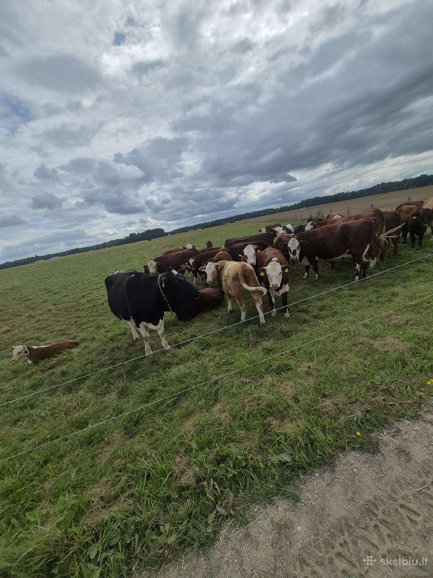 Parduodama banda gyvulių