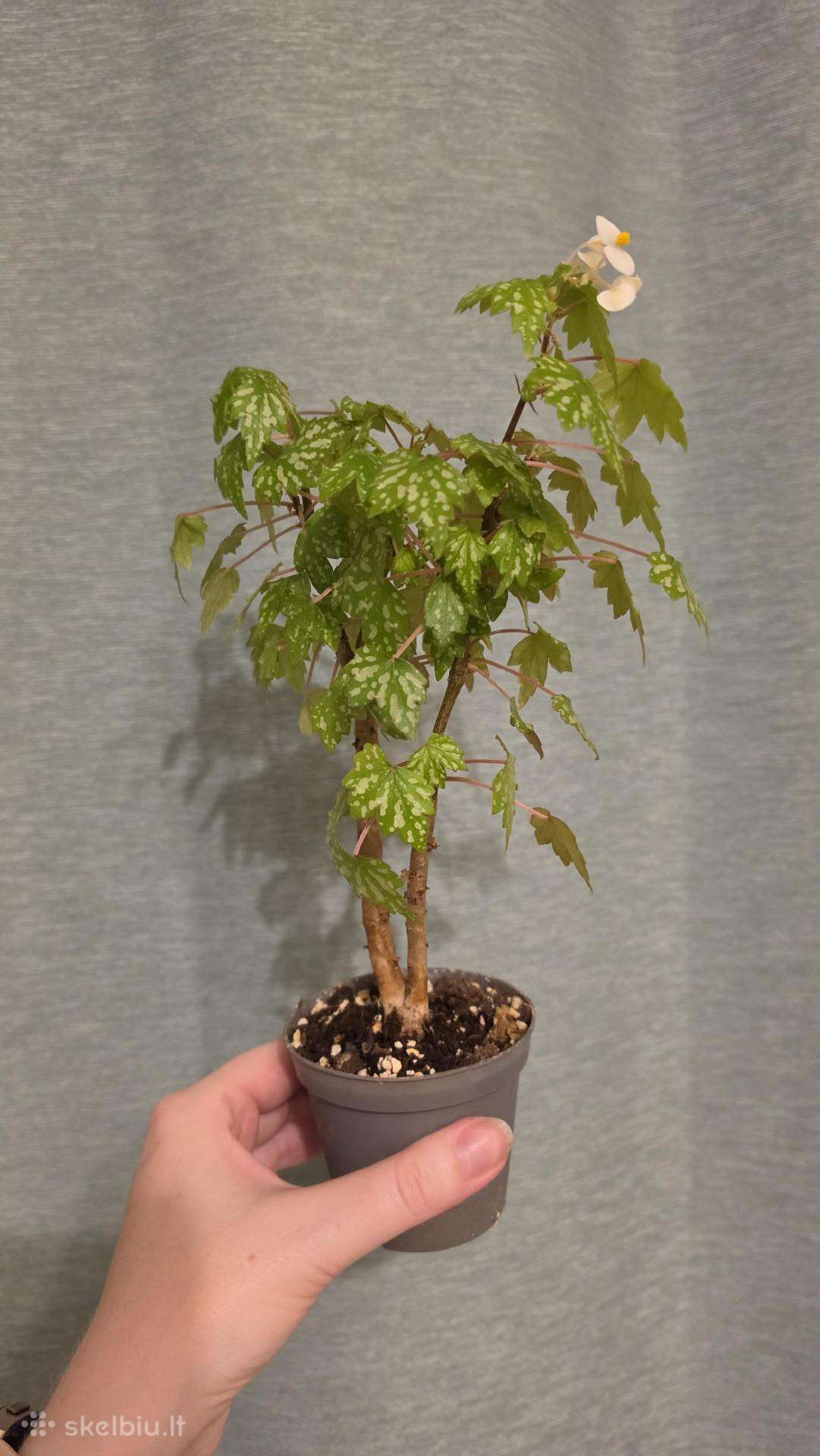 Begonia dregei glasgow
