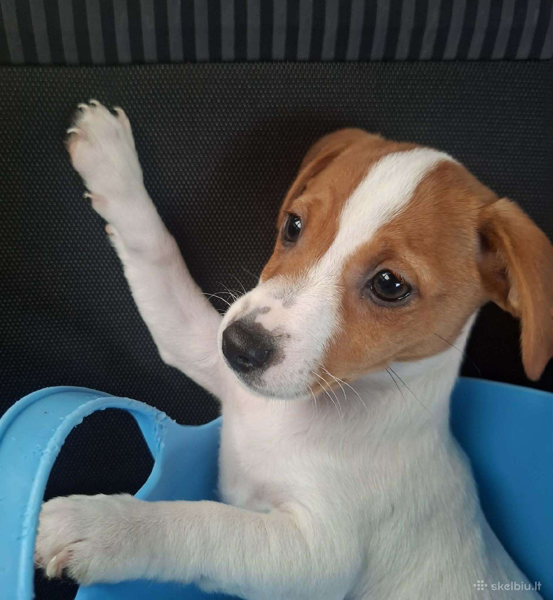Gražuoliukai Džeko Raselo terjerai , Liko porelė