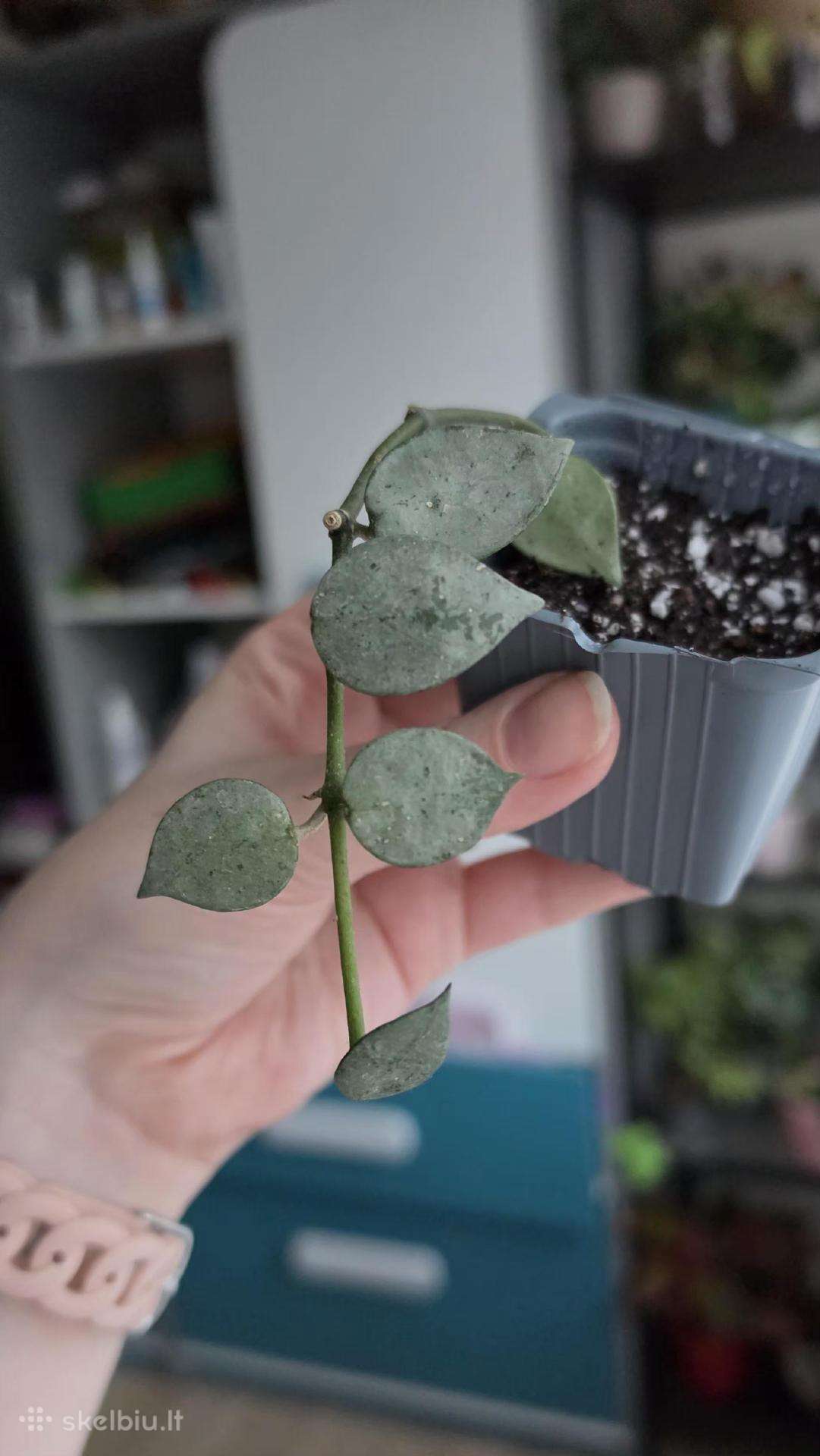 Hoya krohniana silver
