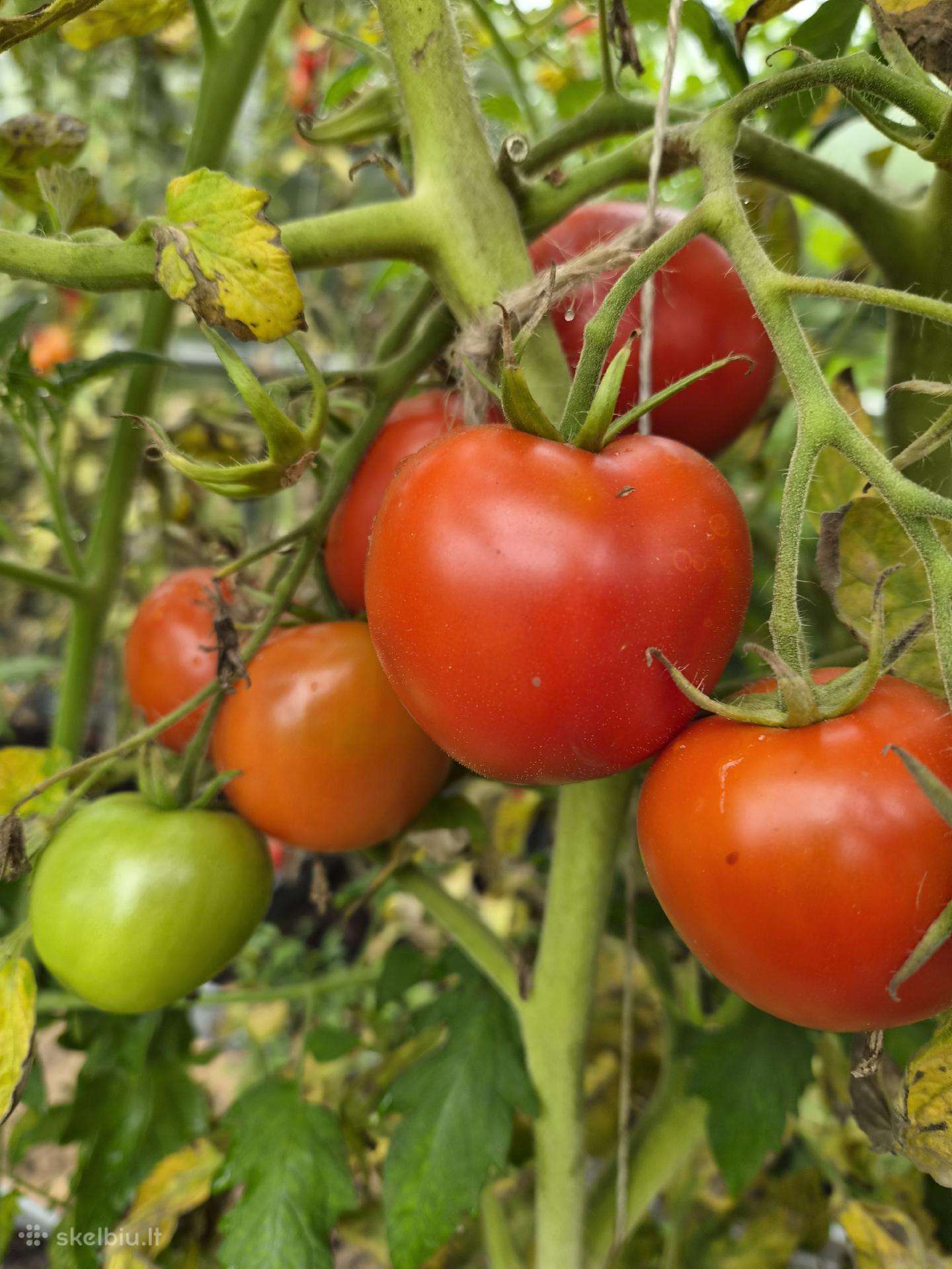 Pomidorai