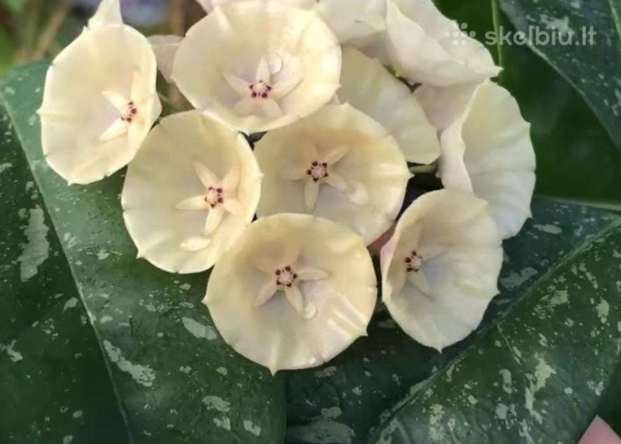 Hoya cystiantha splash