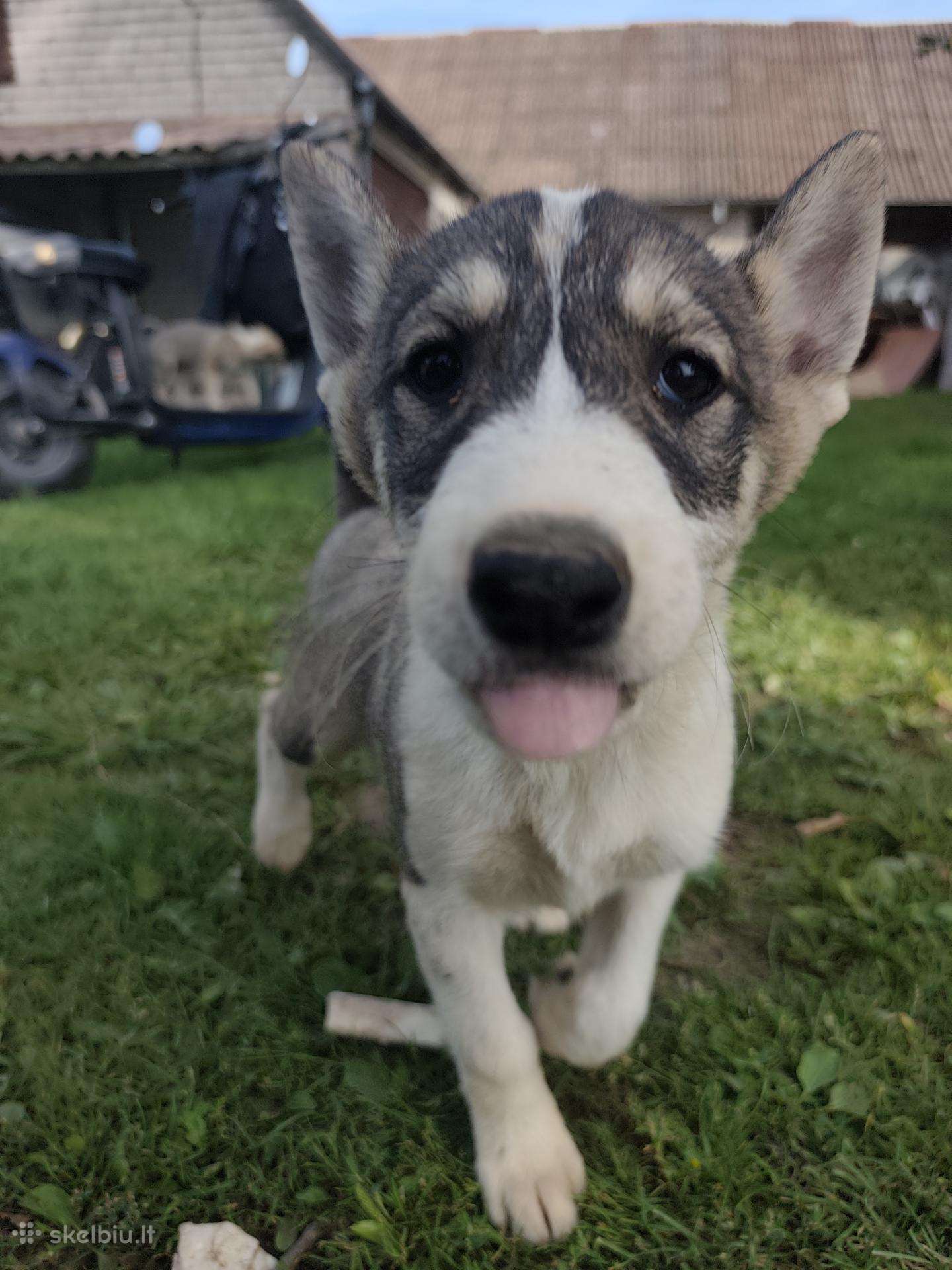 Vakarų Sibiro laika