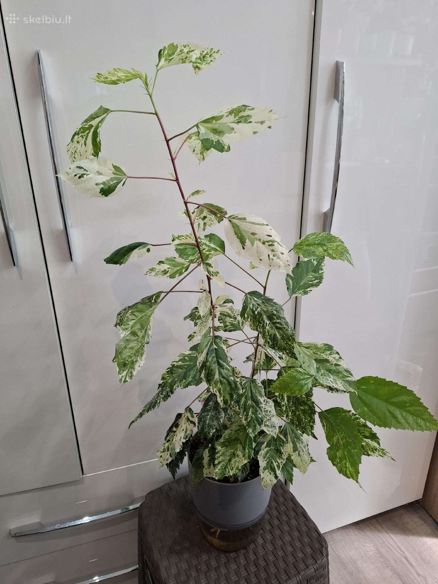Hibiscus Rosa-sinensis Variegata