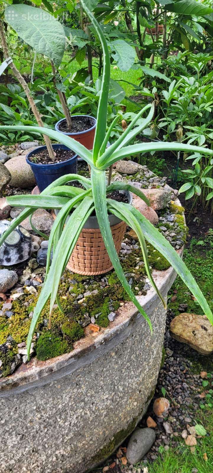 Tikrasis alavijas - Aloe Vera