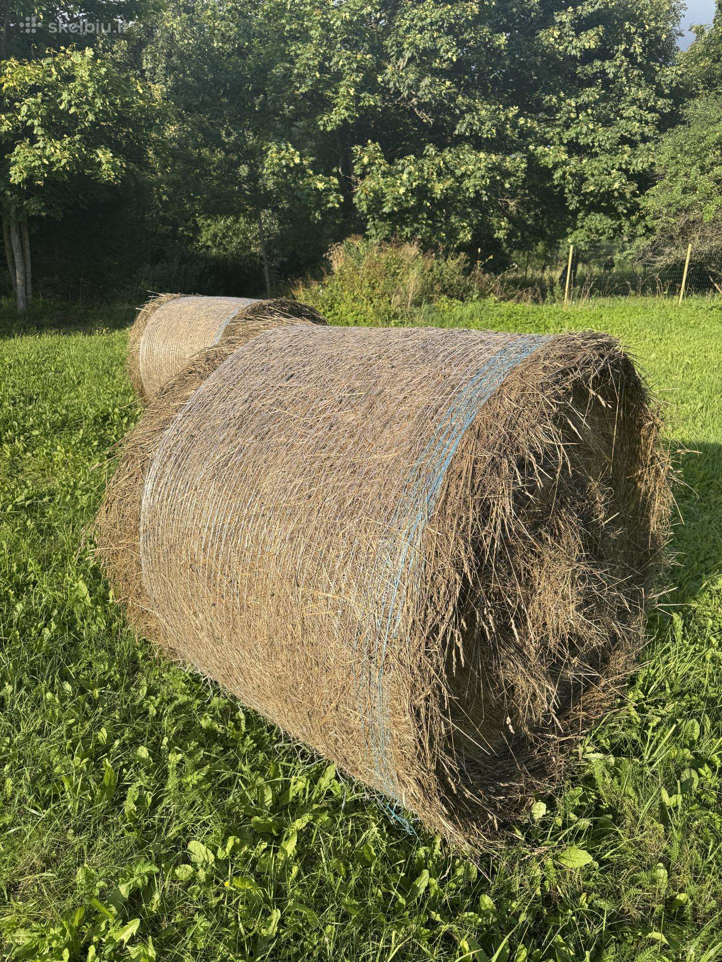 Šienas