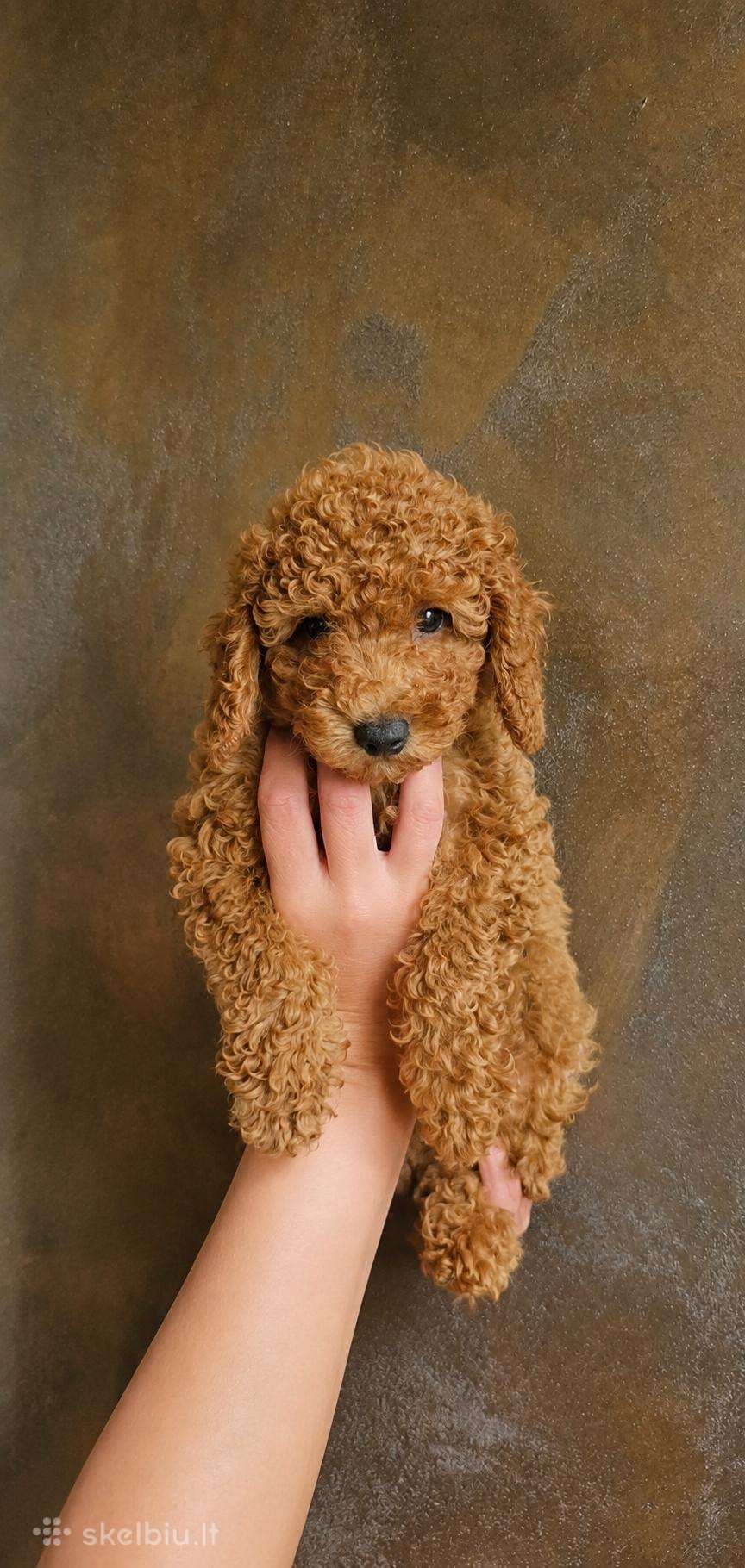 Bruno