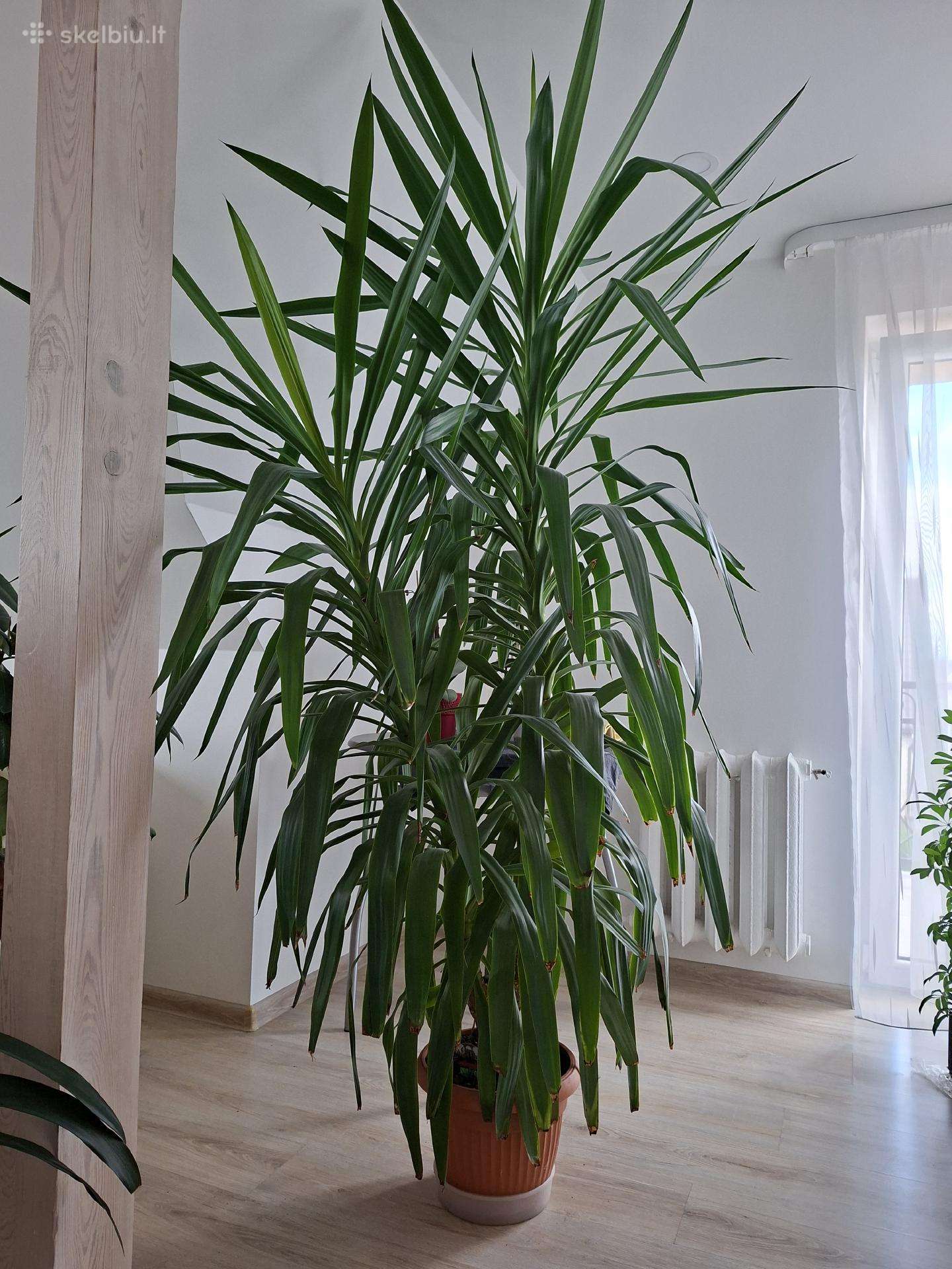 Juka labai didelė