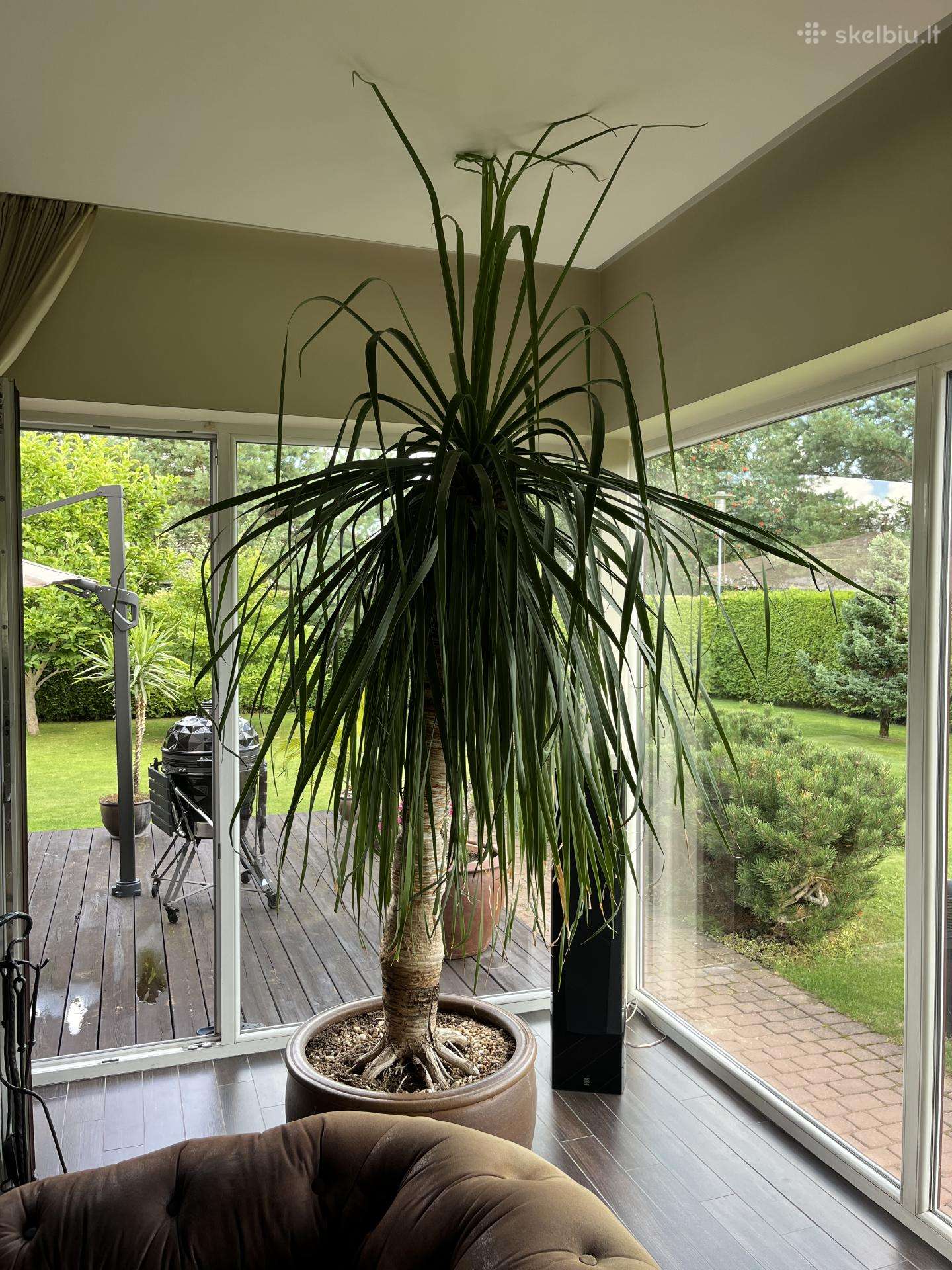 Dracaena draco ( drakonmedis)