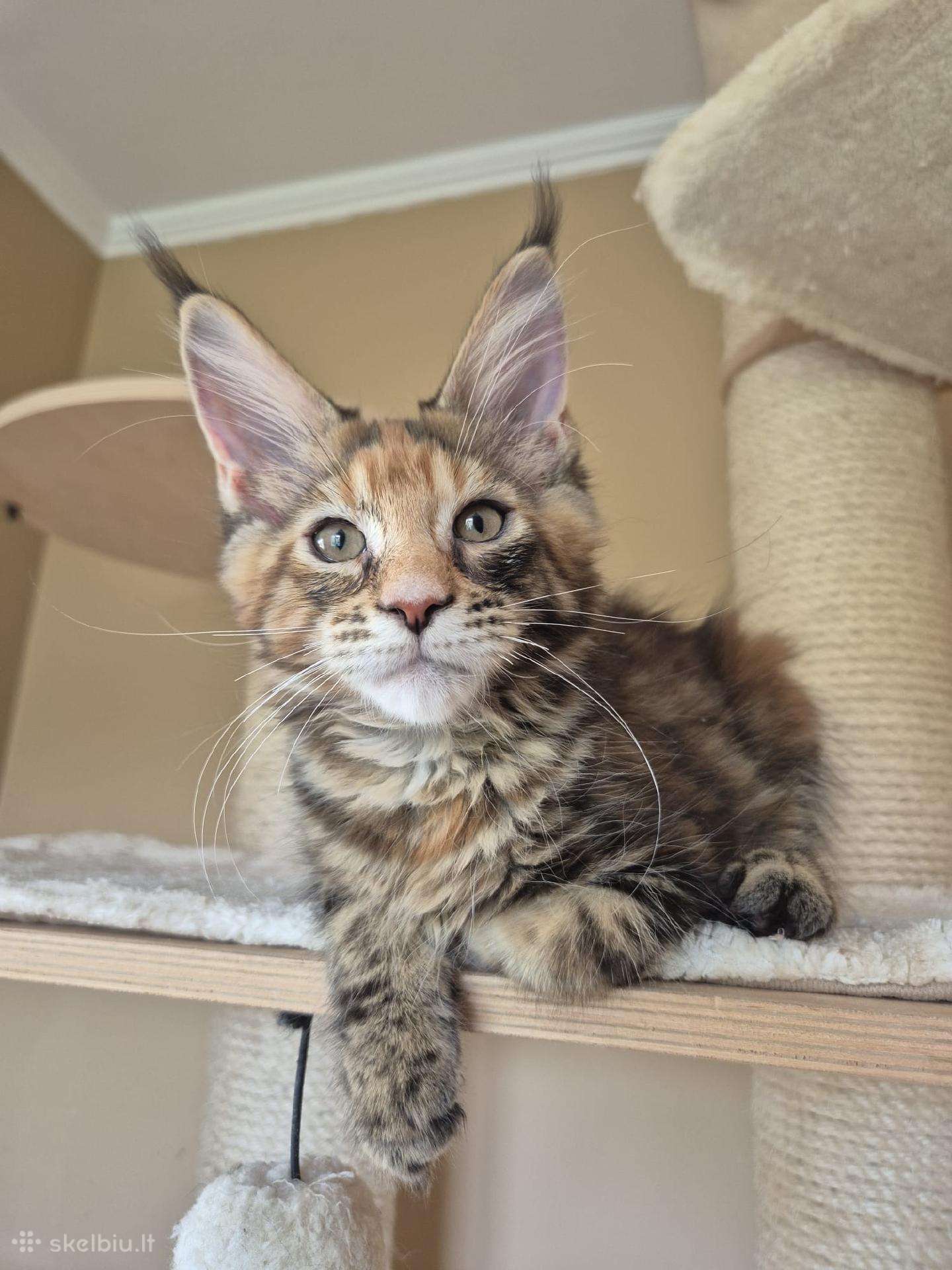 Mainecoon f22