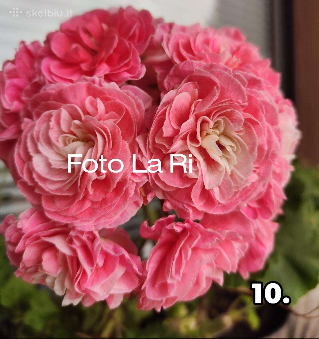 Pelargonija. eukomius 2.5€ kanos 1.80.10€